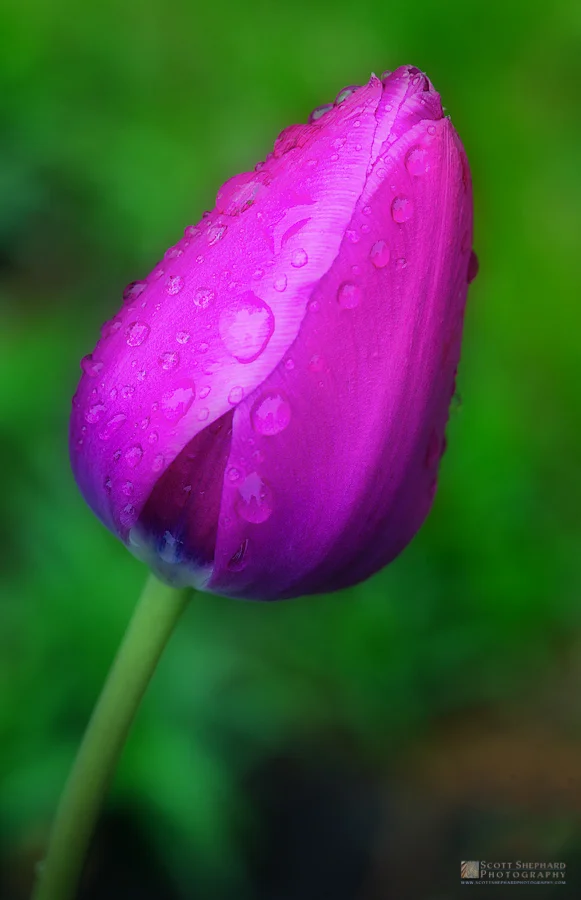 03-27-15 Real Purple