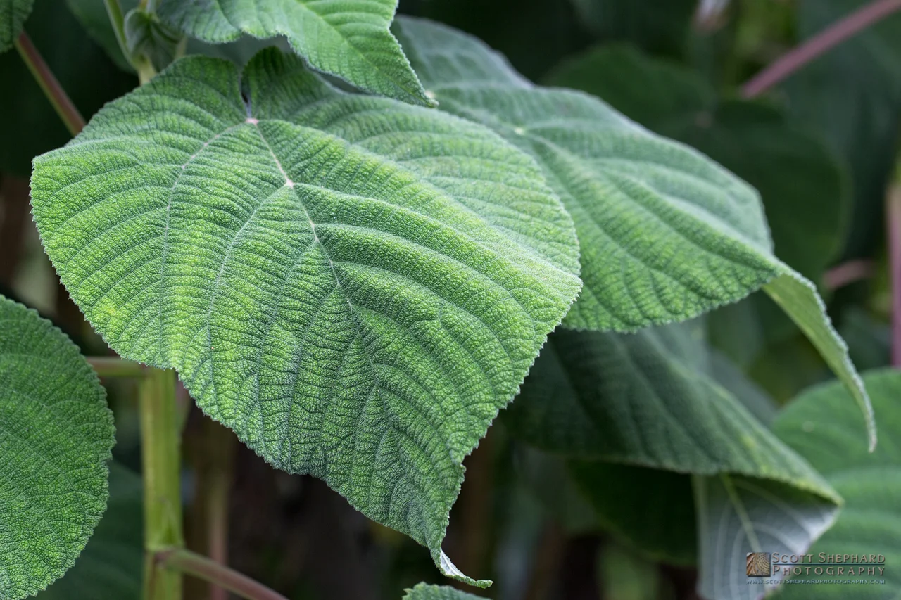 07-01-15 Variations on a Leaf