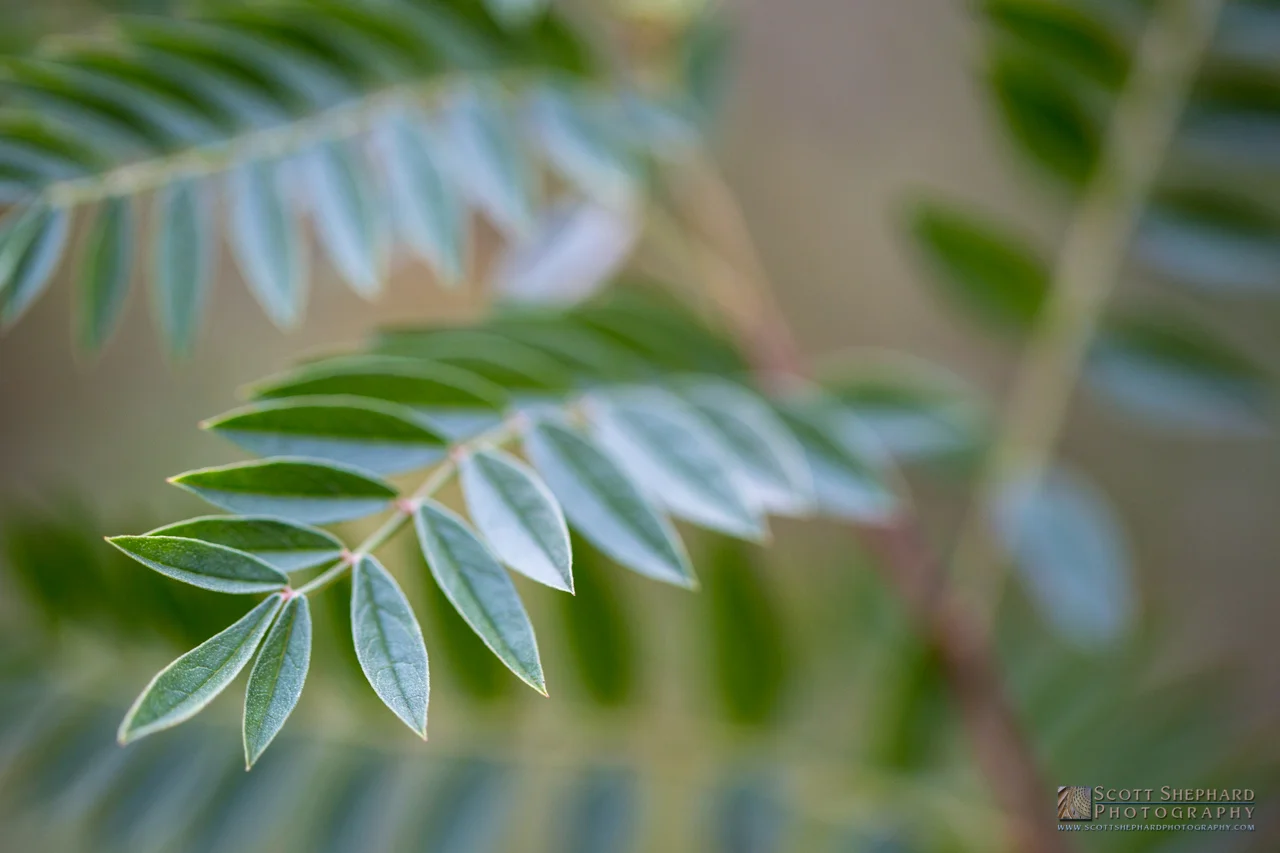 09-05-15 Dawn's Early Light