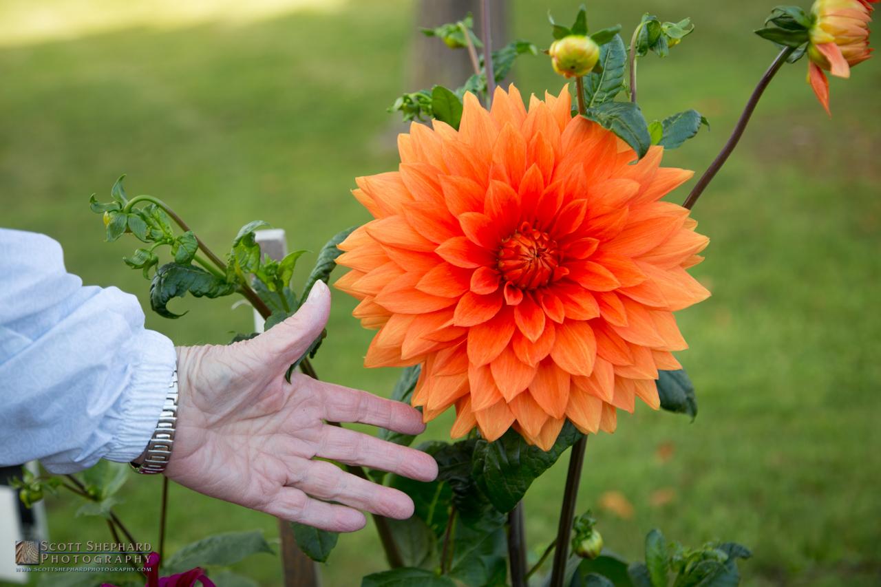 Some of these dahlia are HUGE!