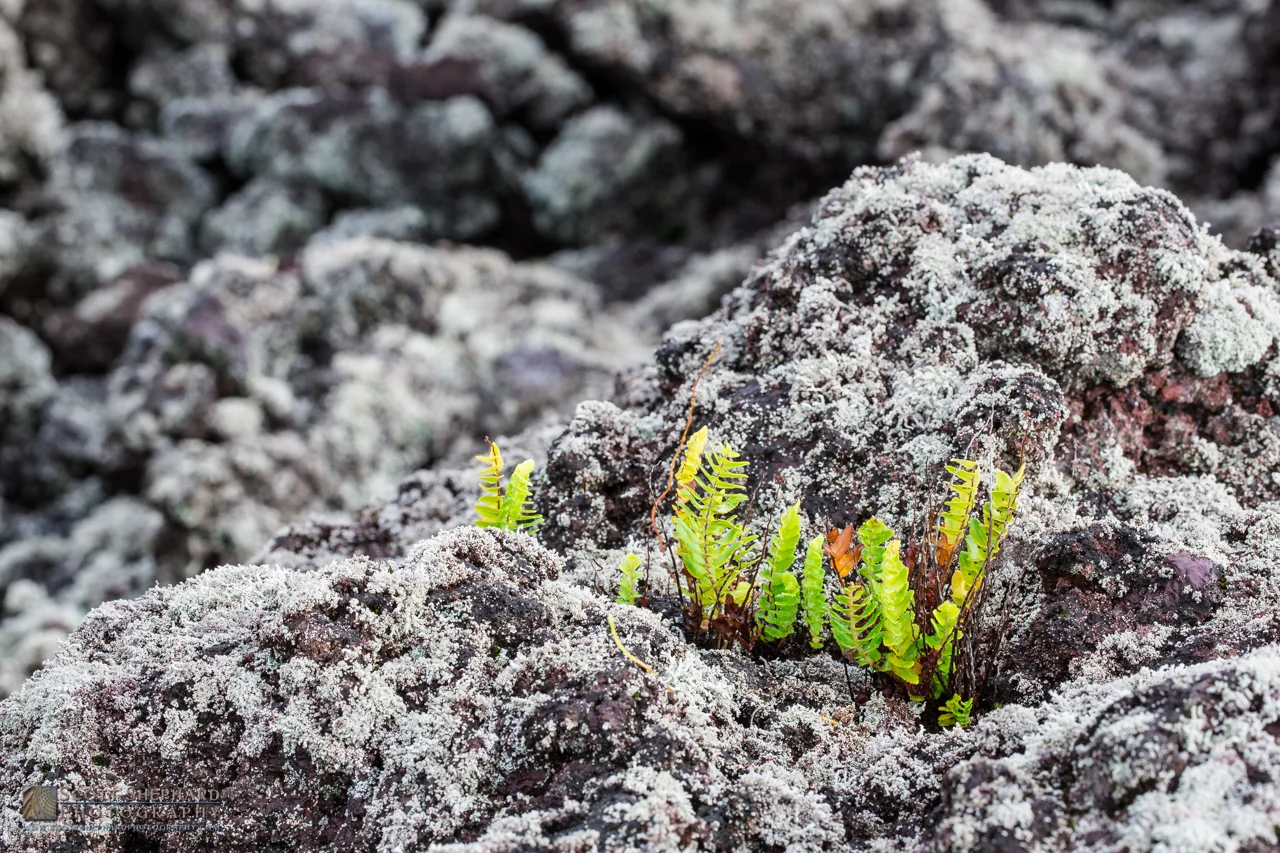 01-08-16 Life Returns. Slowly.