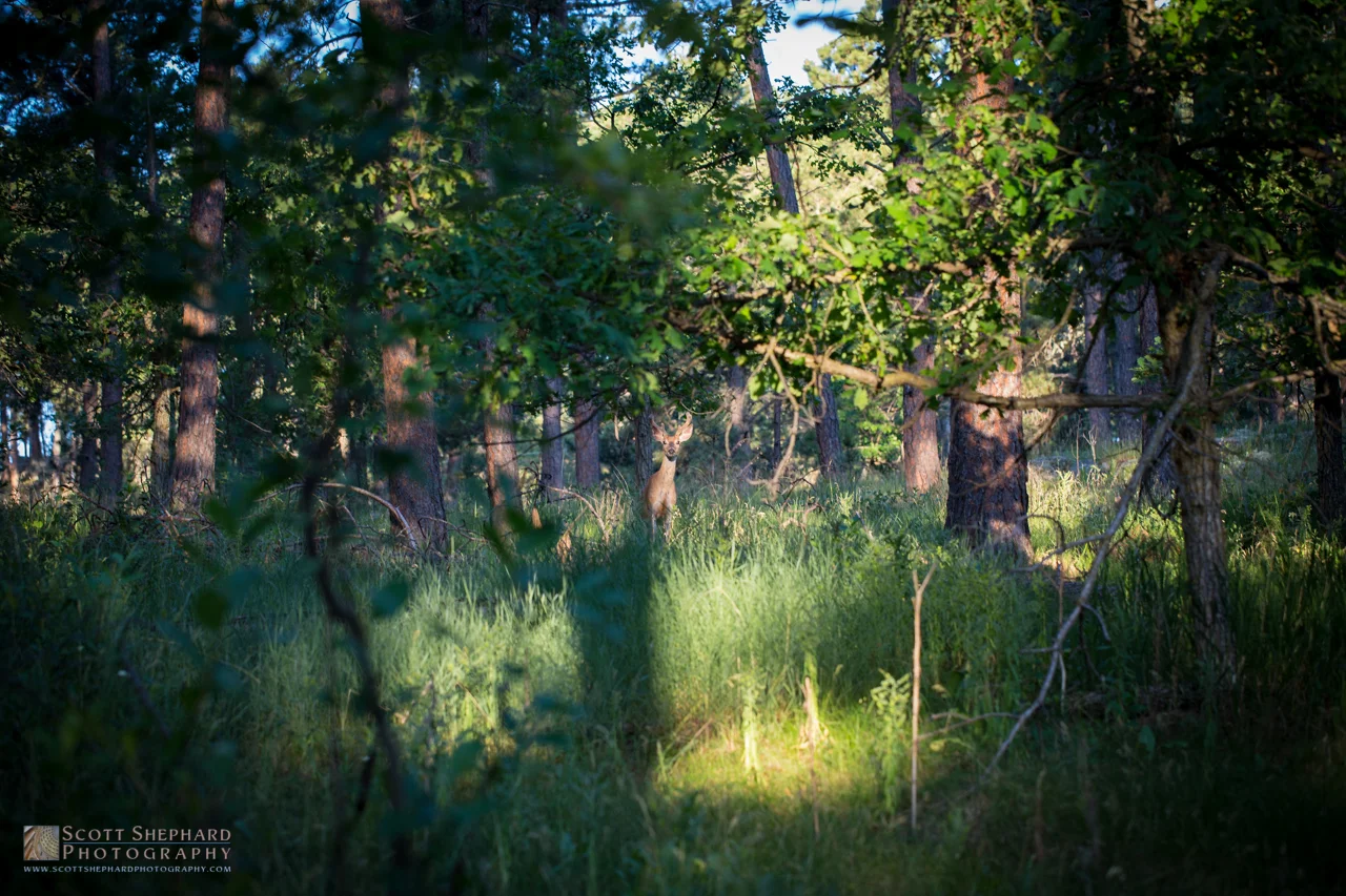 White Tailed Buck.jpg