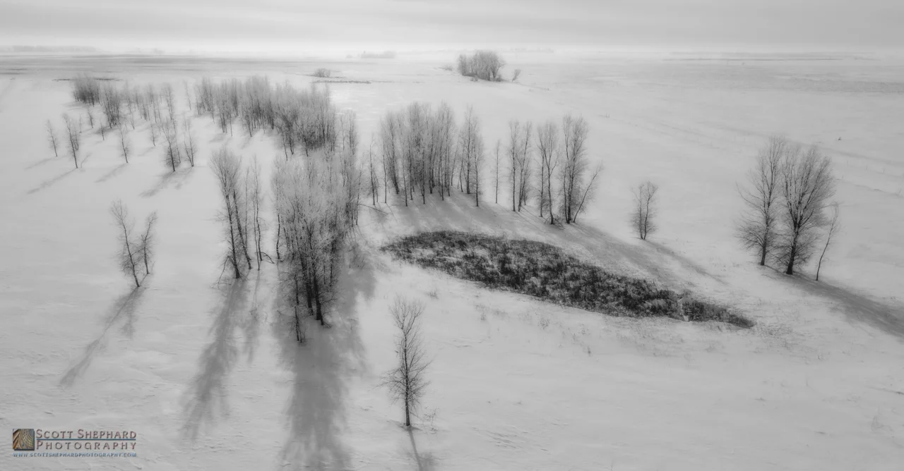 Frosty Trees in the Country.jpg
