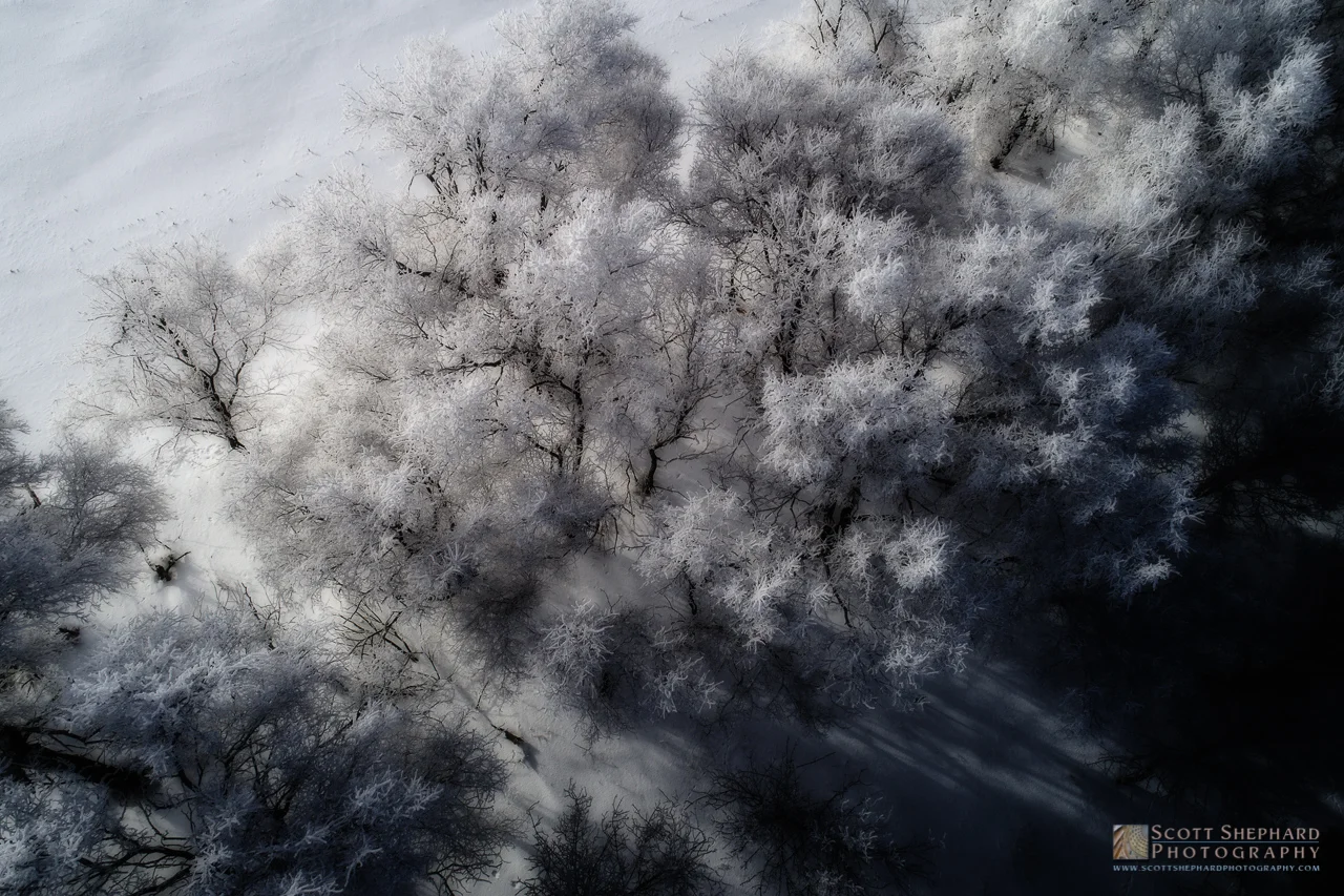 01-27-17 Tree Line