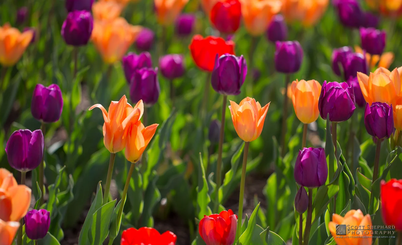 Tulip Bed at Denver Botanic Gardens.jpg