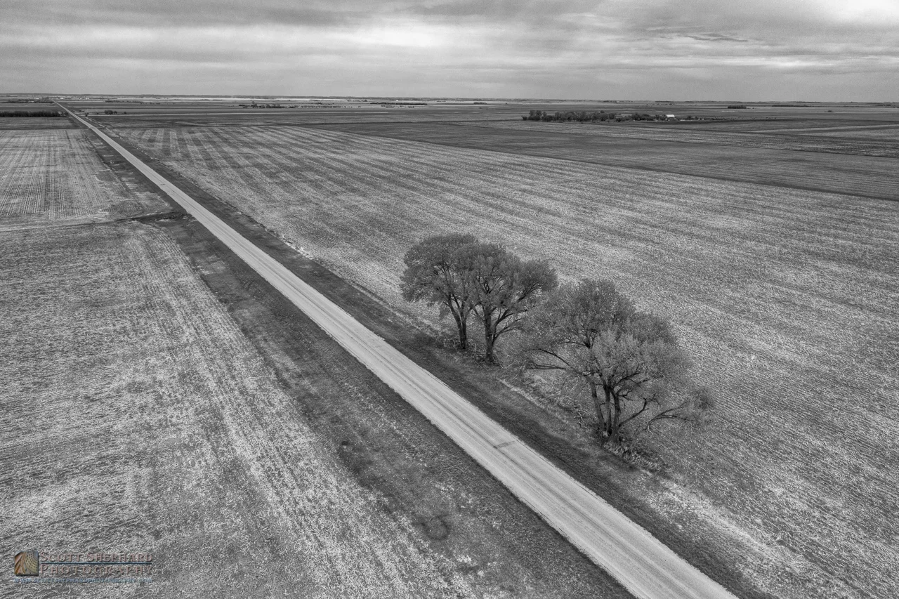 Trees on Country Road 12.jpg