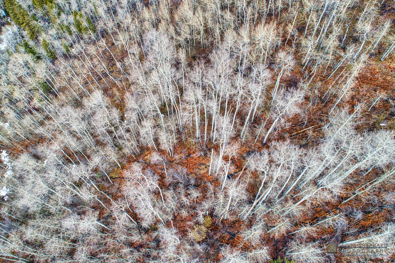 Aspen Grove from Above.jpg