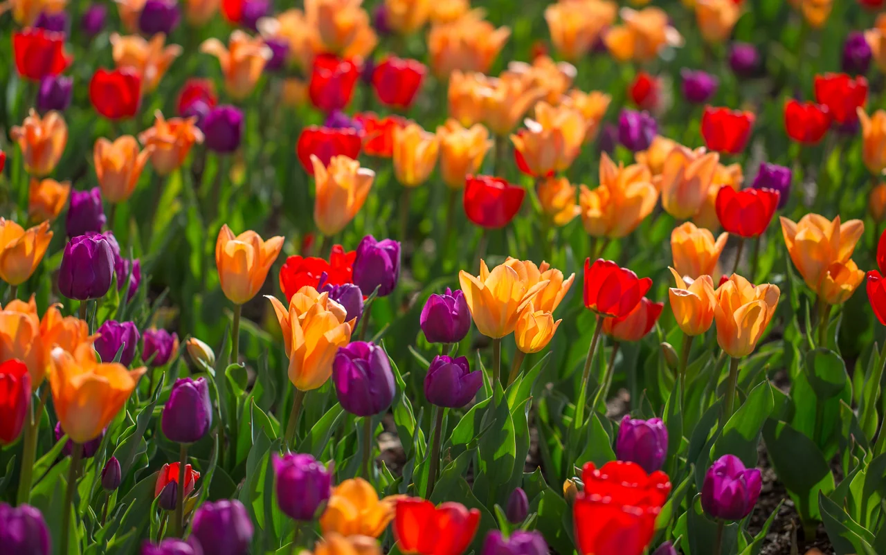 Tulips.jpg