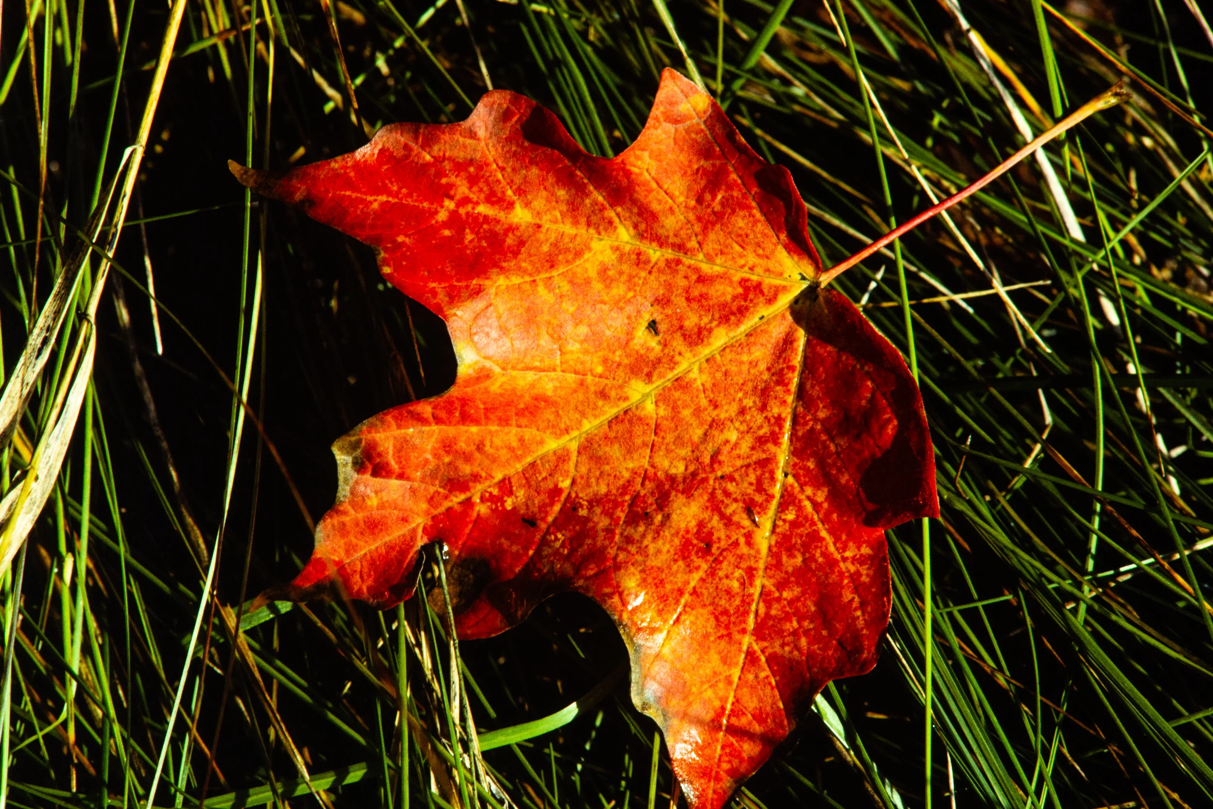 FallLeaves-9197.jpg