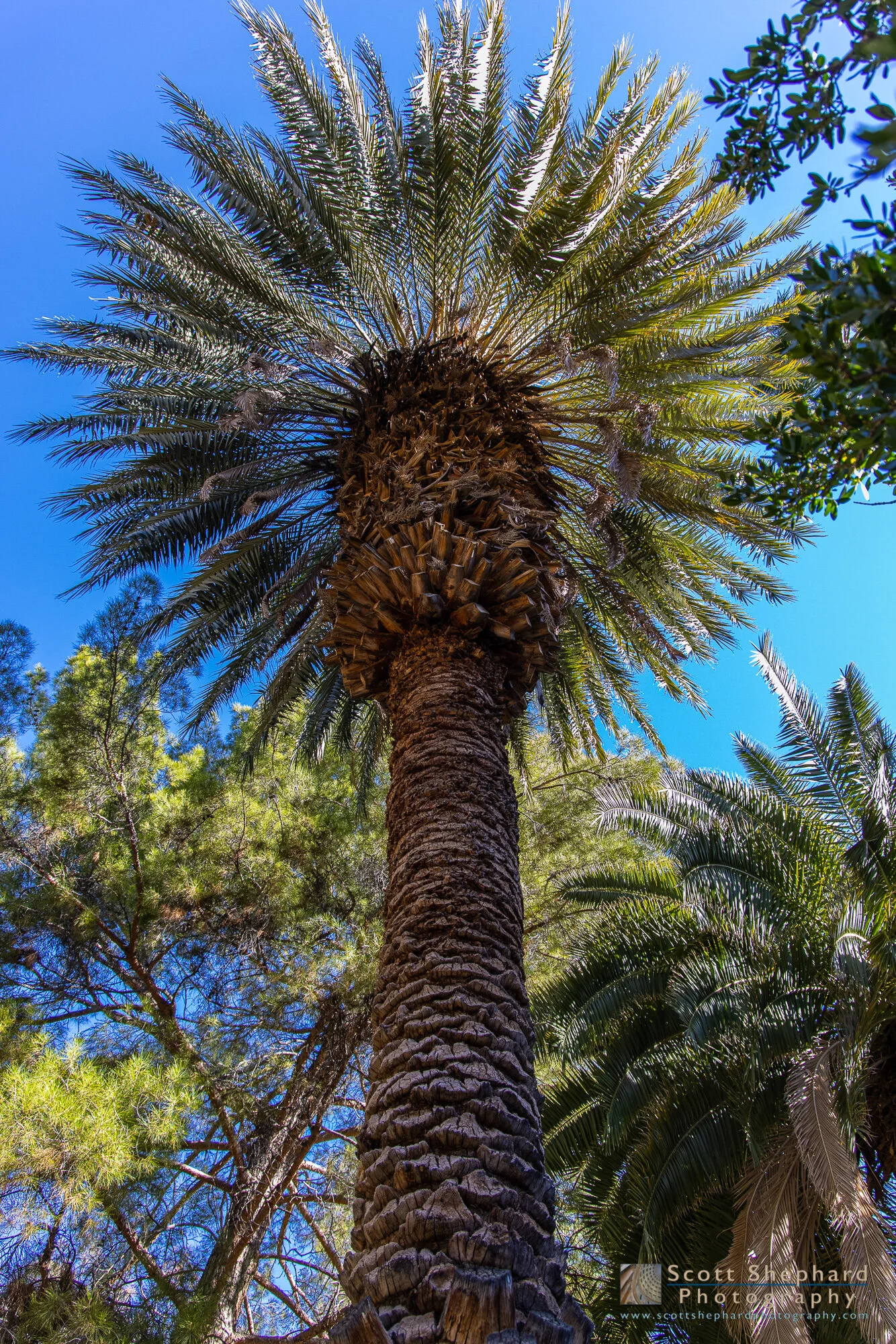 BoyceThompsonArboretum-1555.jpg