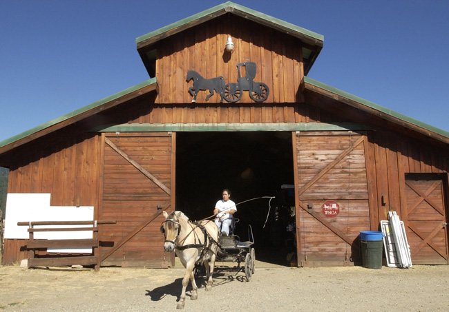  Frances Waggoner, 15, begins her morning combined driving training with Arne, a Fjord pony owned by Dave and Pat Schumaker, at the Trinity Driving Center on the outskirts of Hayfork. Waggoner is an up-and-comer in the world of carriage driving. 