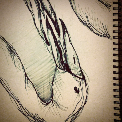 Sketch Book Birds.jpg