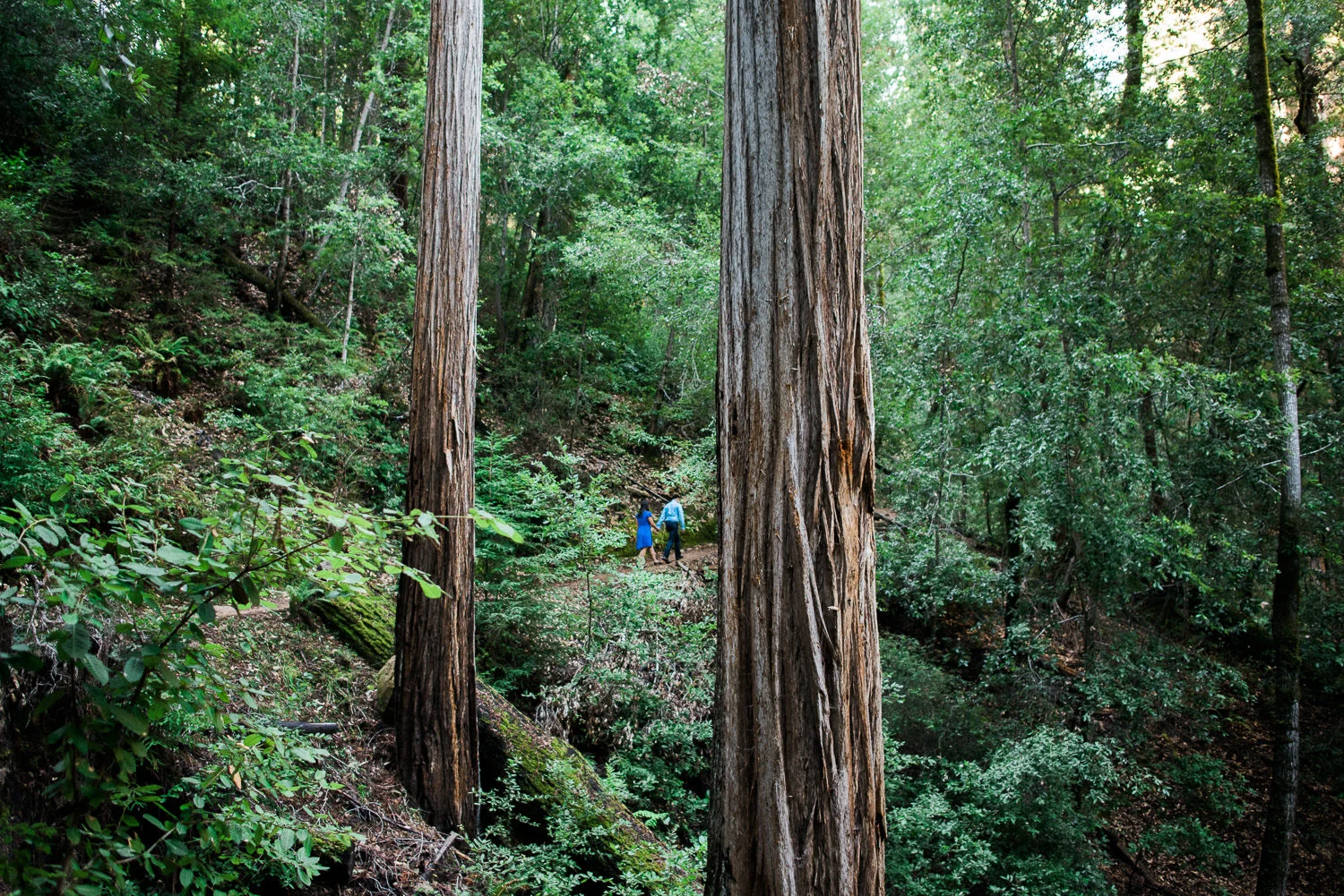 BIg Basin Redwoods State Park Engagement Session 011.jpg