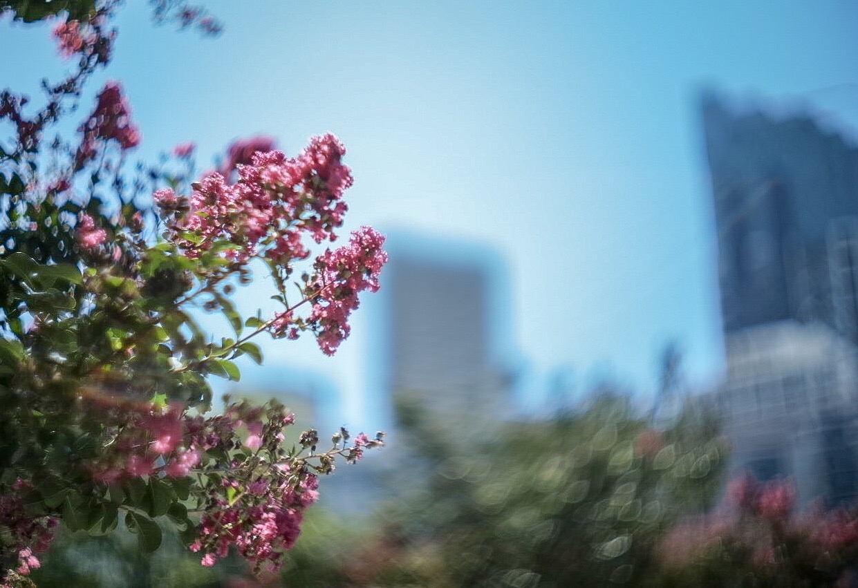 Nikkor-S.C. 5cm f/1.4 | Nikon 50mm F1.4 LTM Lens Review Nikkor-S.C. 5cm f/1.4 | Nikon 50mm F1.4 LTM Lens Review