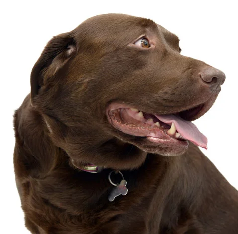 A four-legged model raising funds at our dog portrait mini sessions for the Dogs Trust