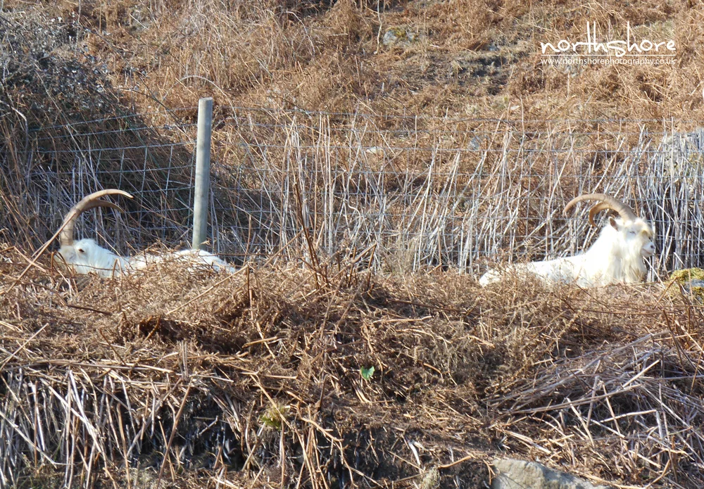 Llandudno-goats-picture.jpg