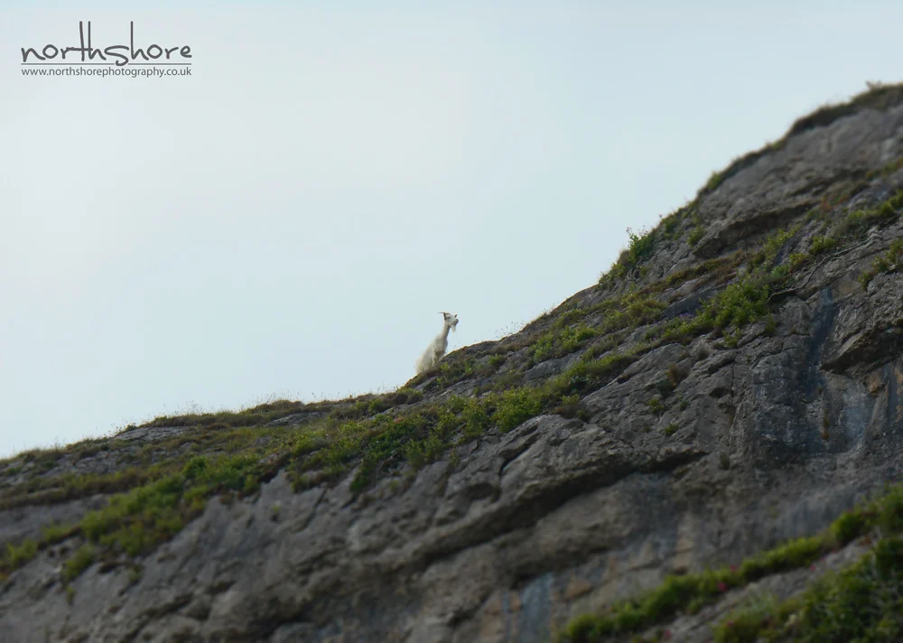 Goat-Llandudno-picture.jpg