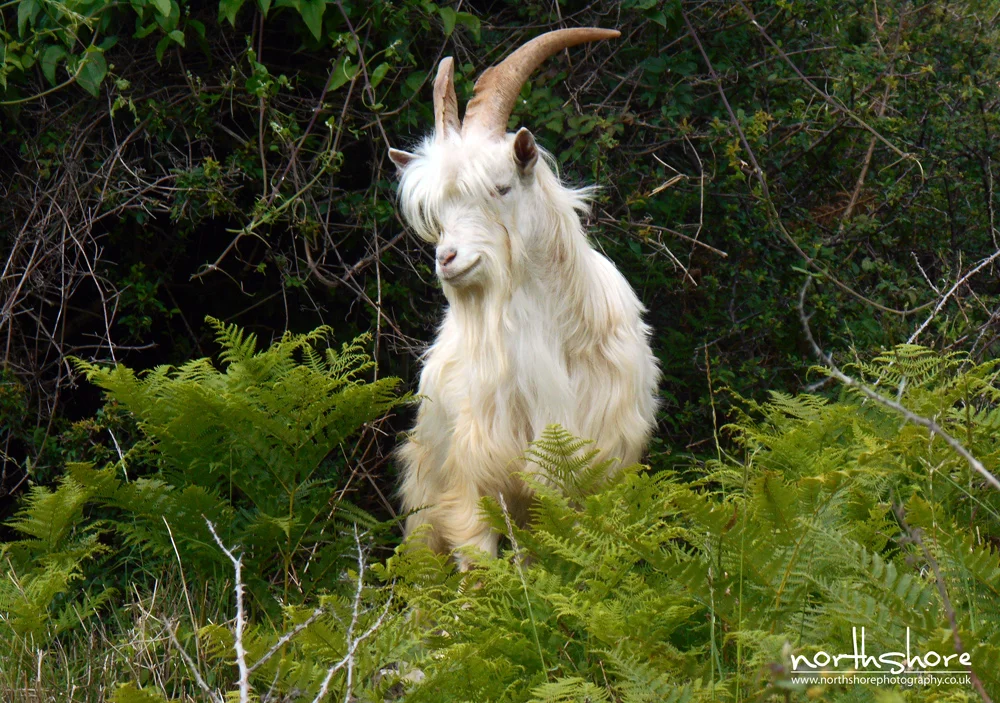 Great-Orme-goat-picture3.jpg