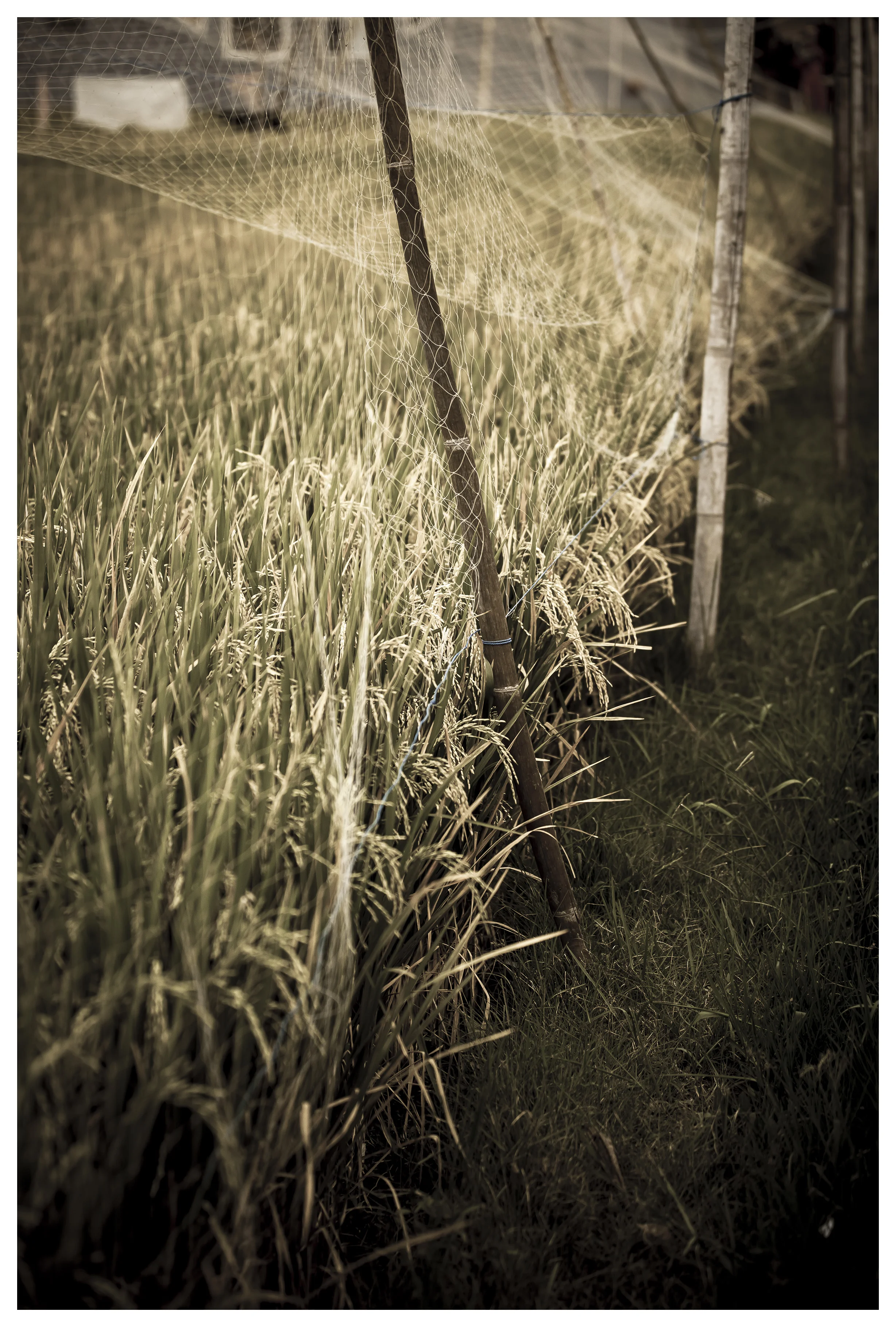 Rice at night_Bali_2012.jpg