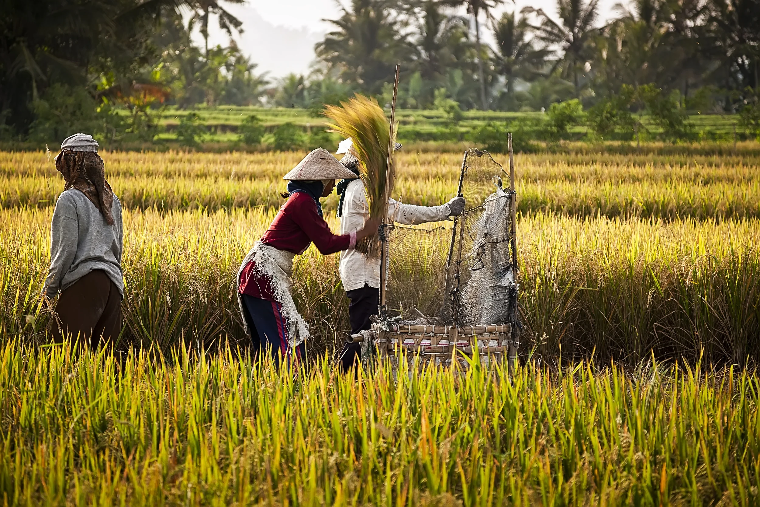 rice field at night - Ubud 5 - Copy.jpg