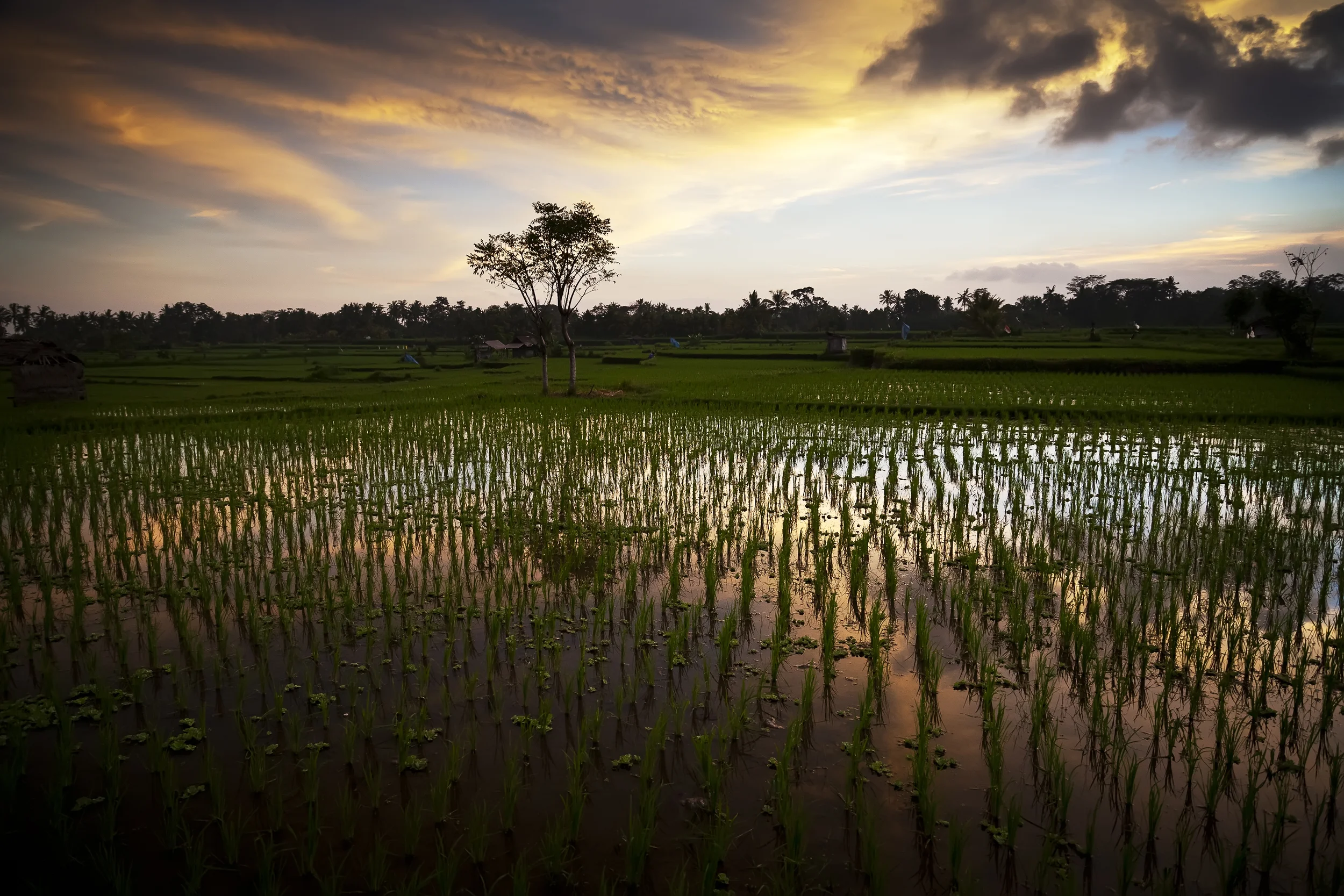 rice field at night - Ubud.jpg