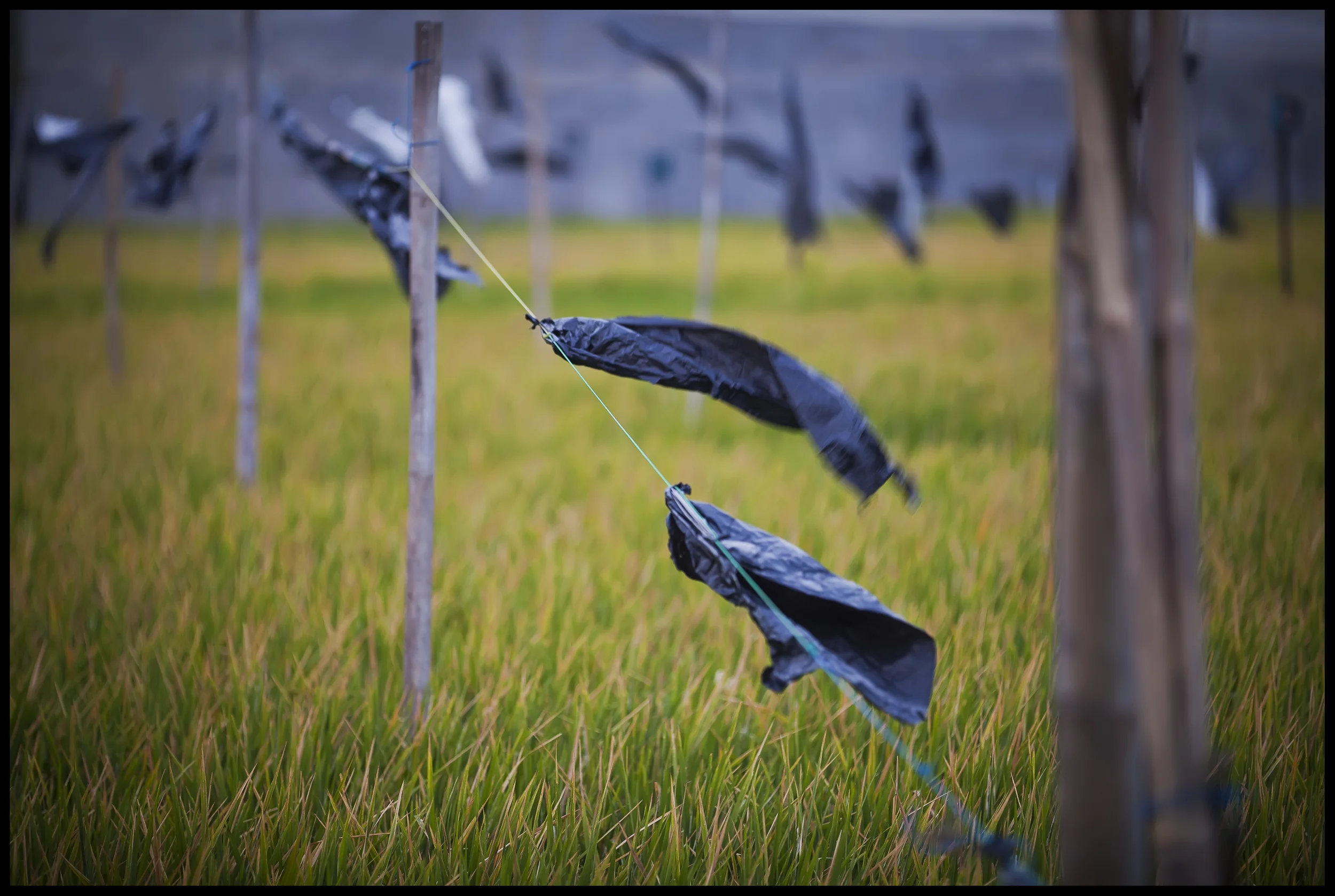 Seminyak netted rice field 2.jpg