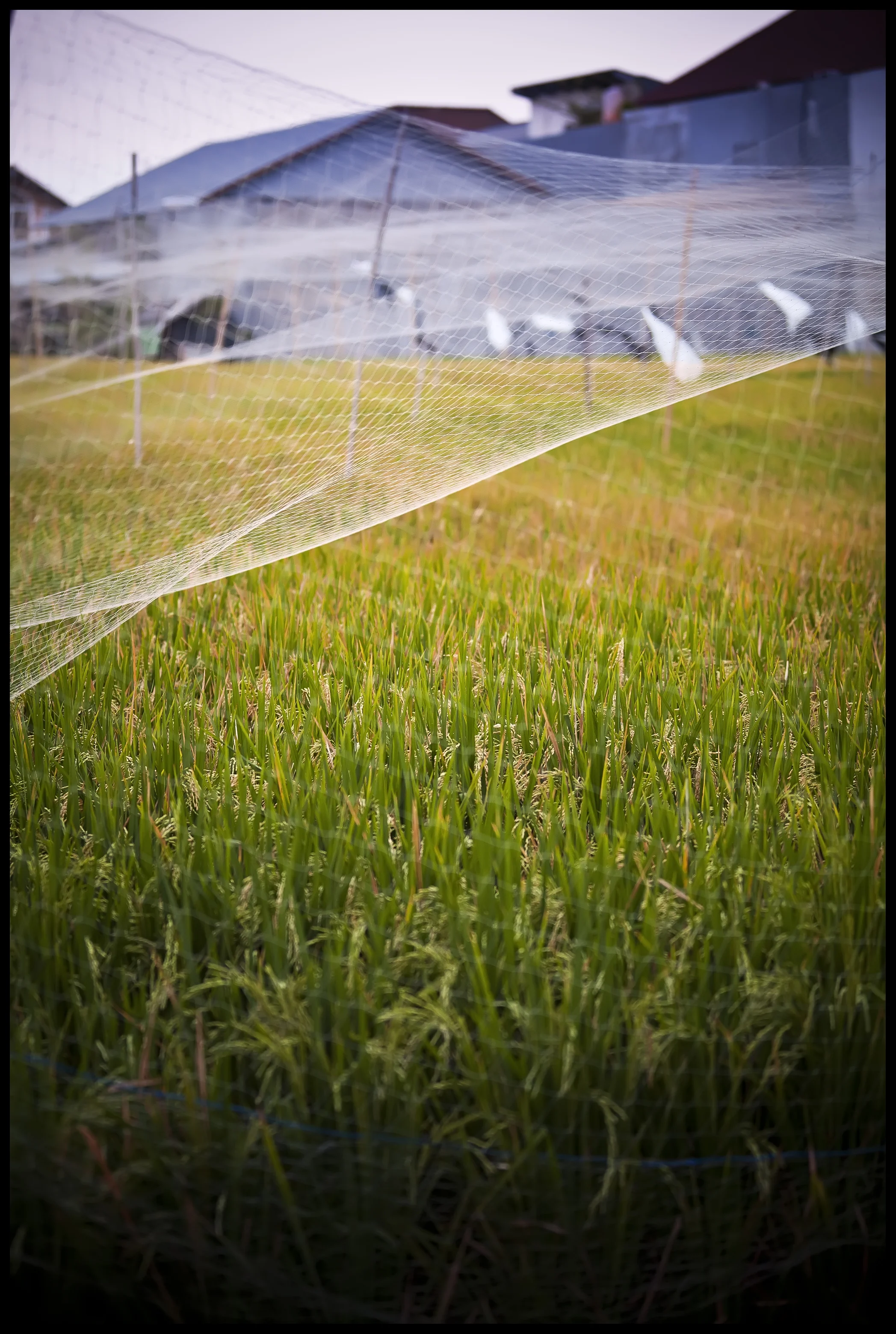 Seminyak netted rice field 1.jpg