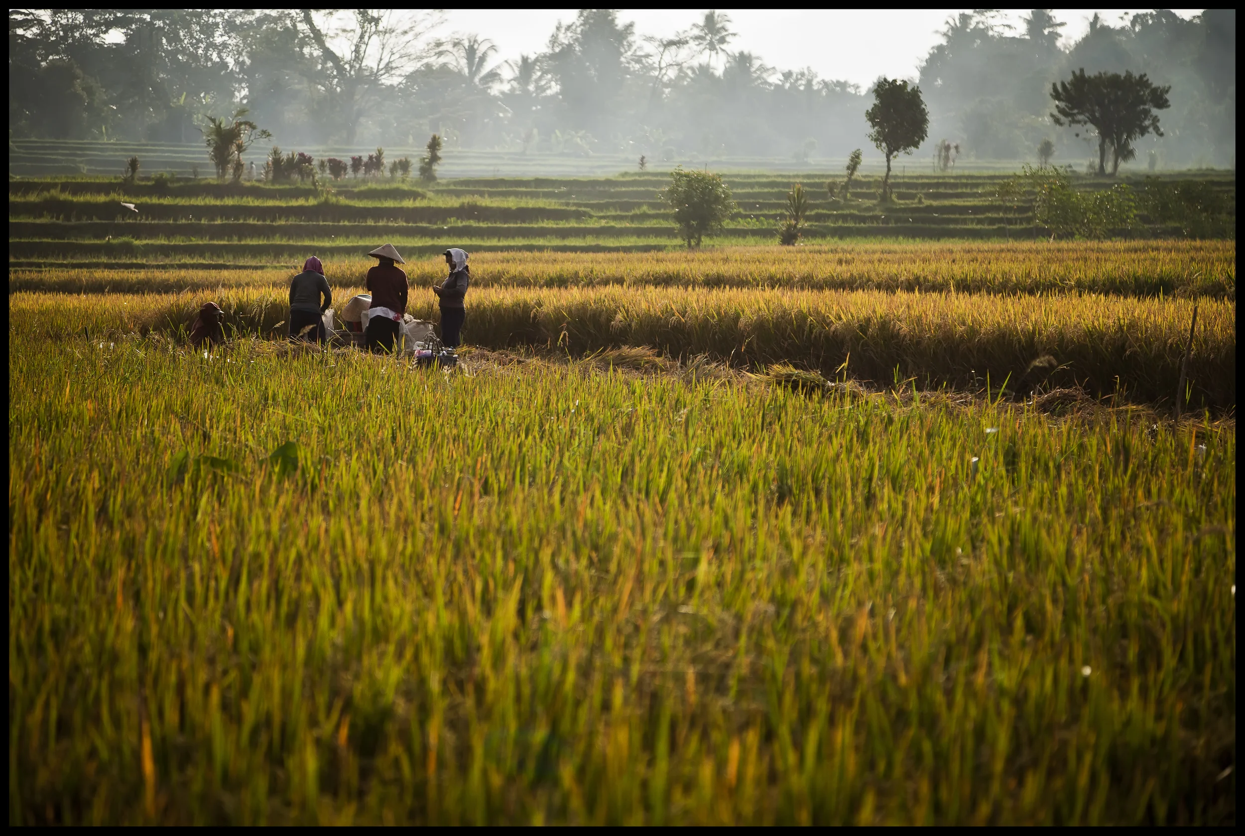 women threshing rice Ubud.jpg