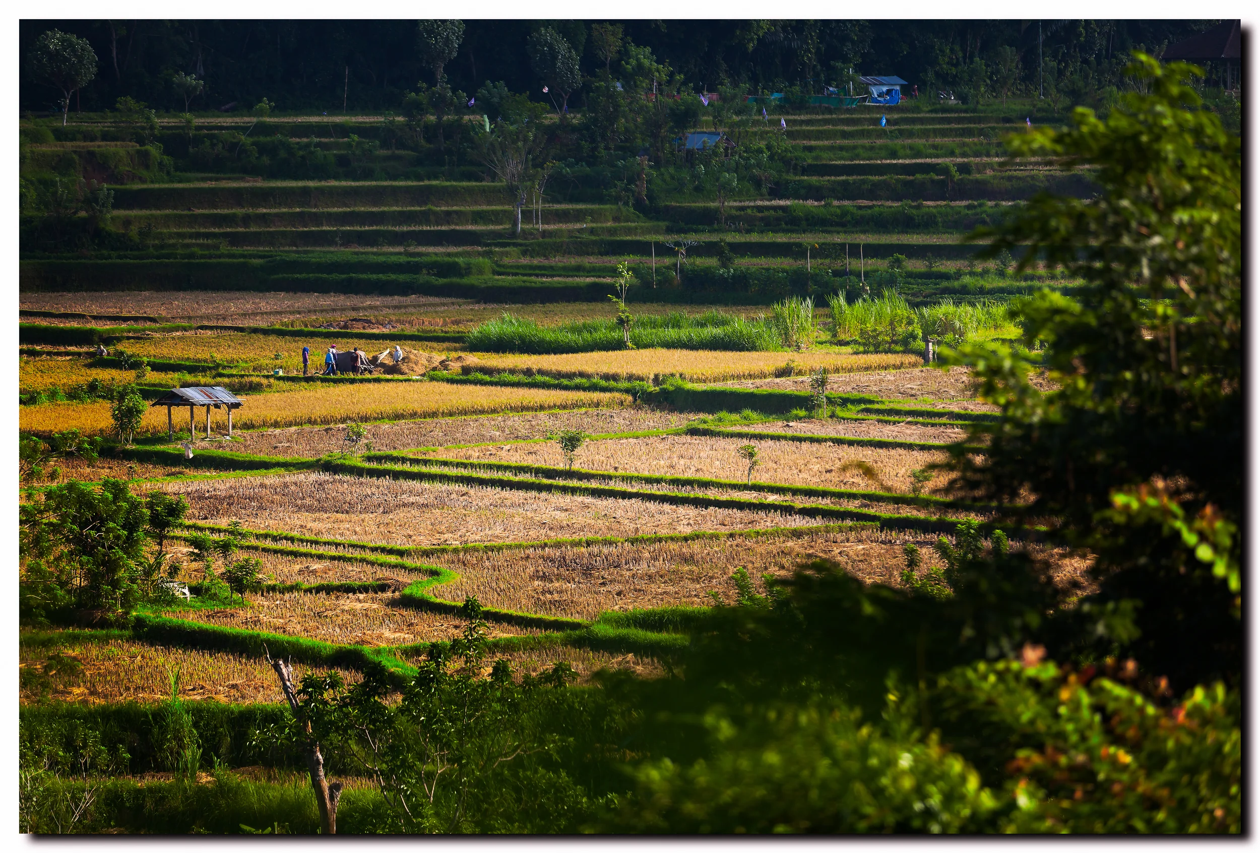 Bali 2013 Raw Files_MG_7731-Edit.jpg