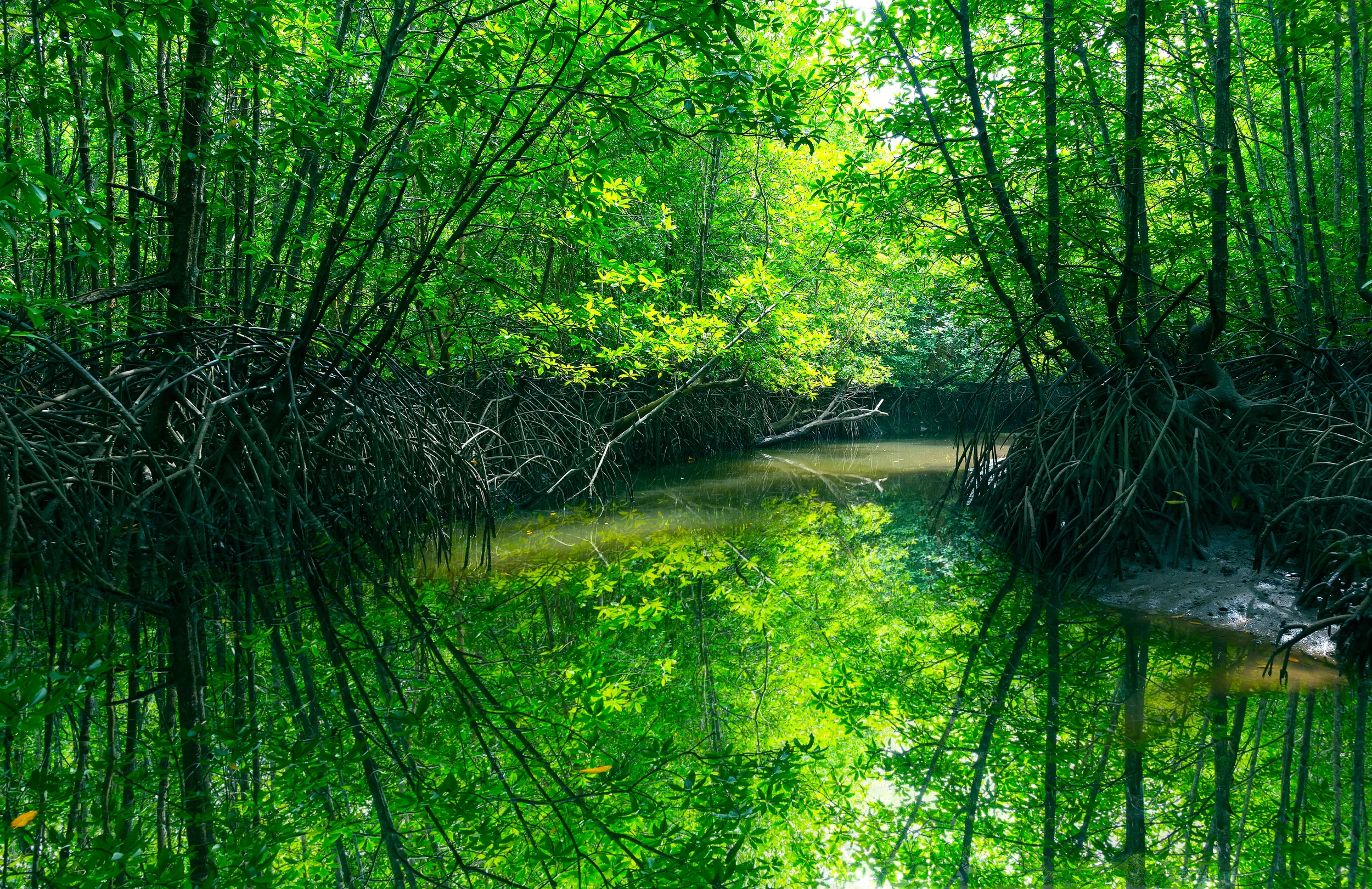 565A5203 mangrovesLankawi.jpg