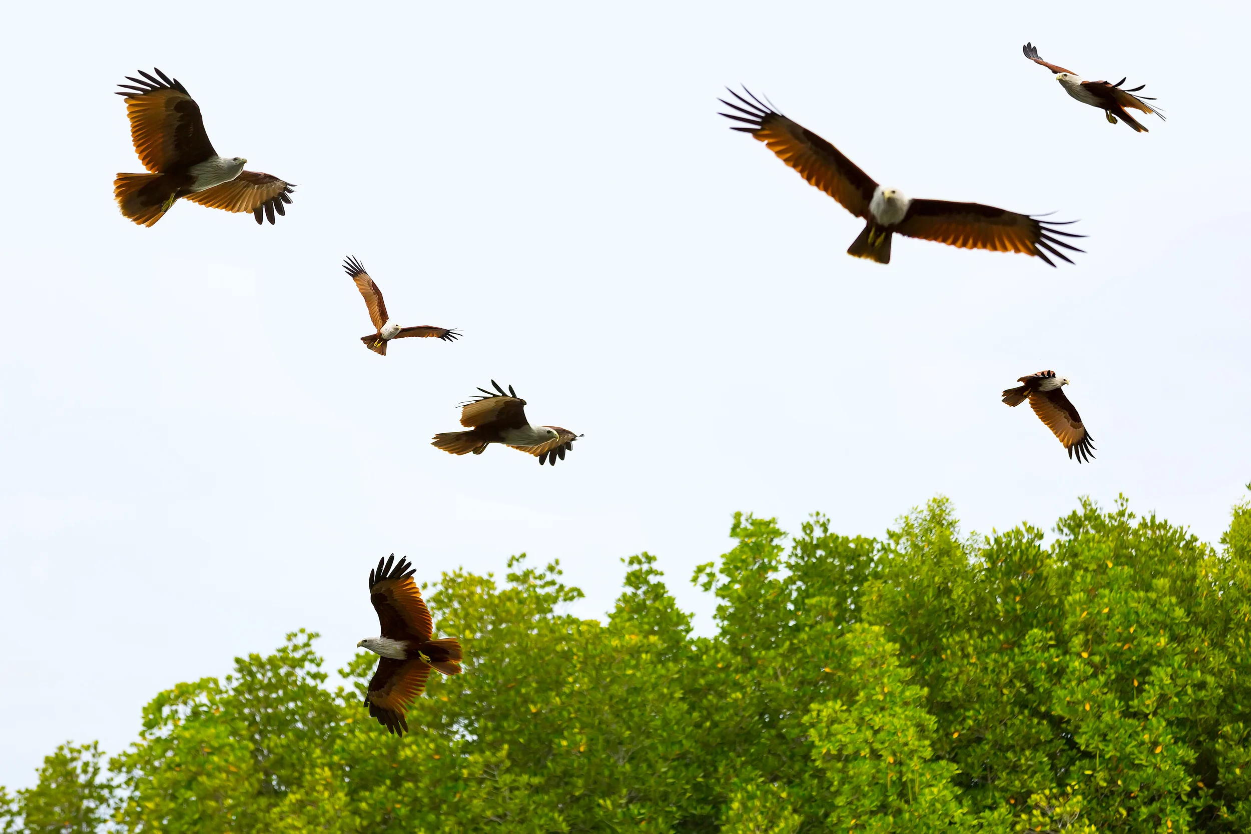 A32A6176 eagles - groupLankawi.jpg