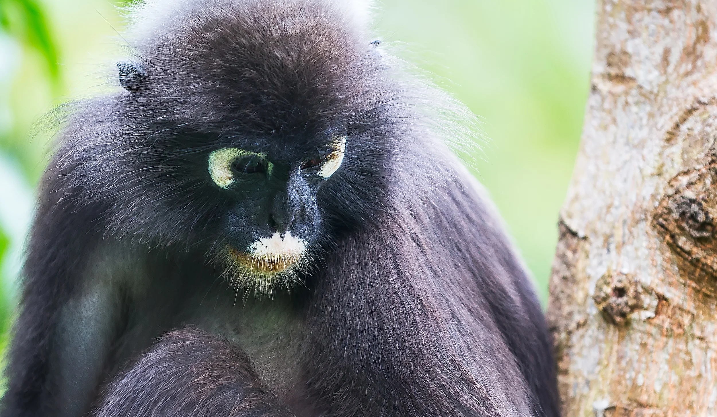 A32A5926 monkey zoomLankawi.jpg