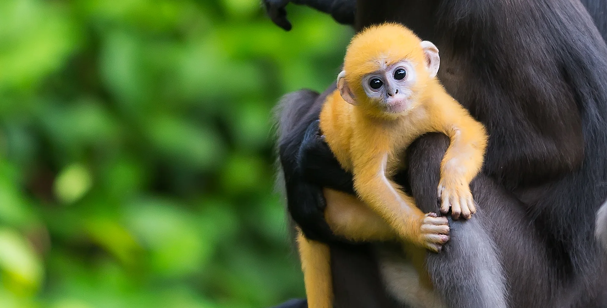 A32A5880 baby monkey zoomLankawi.jpg