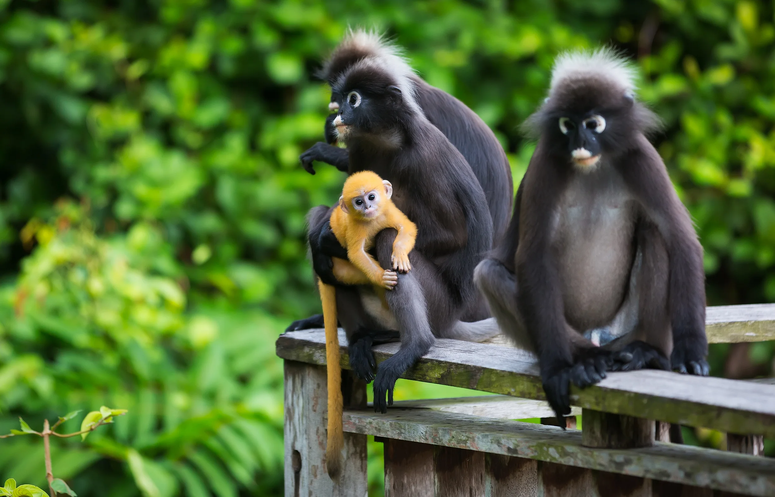 A32A5880 baby monkeyLankawi.jpg