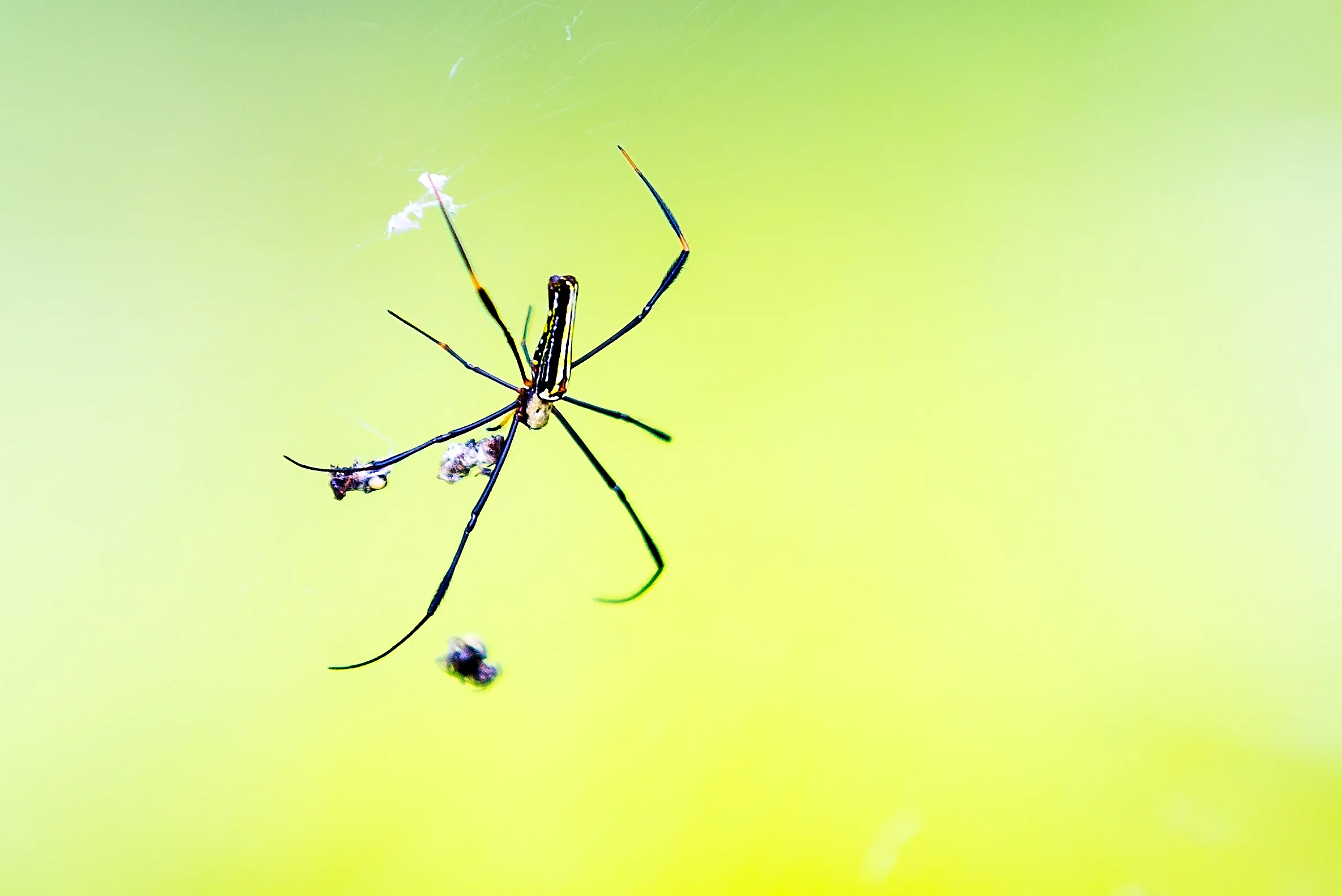 A32A5943 spiderLankawi.jpg