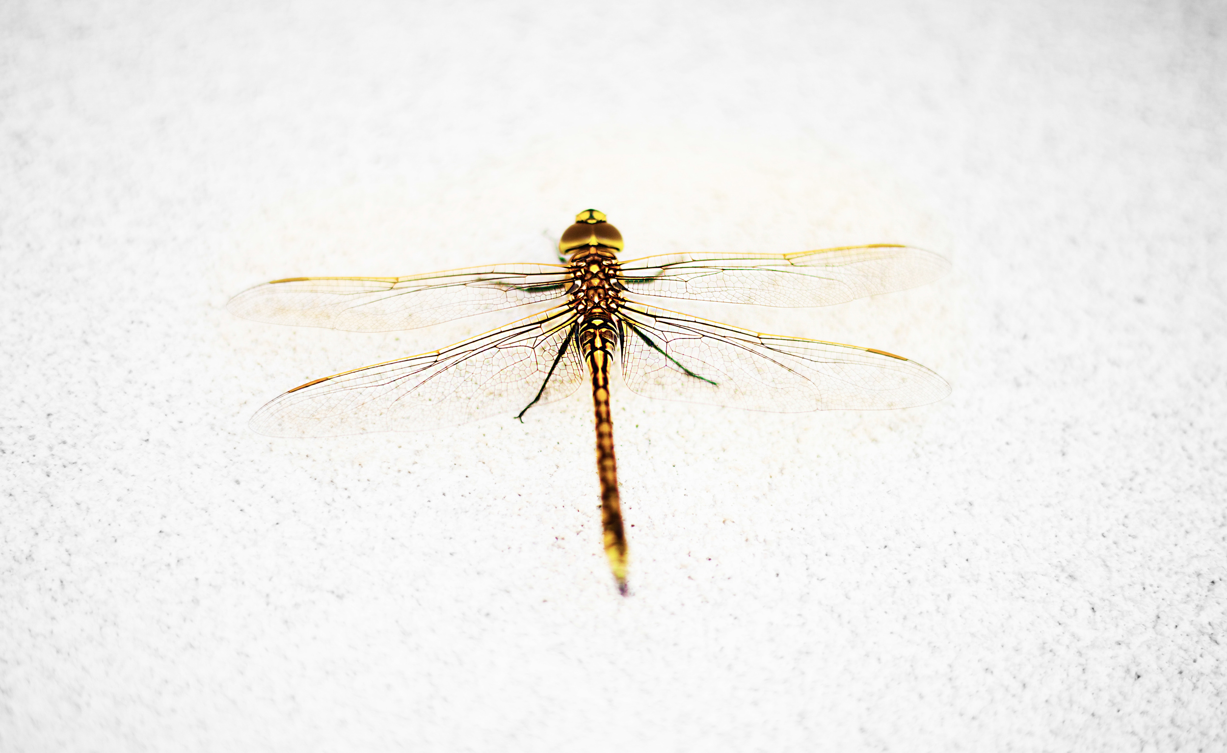 dragonfly - Copy002_.jpg