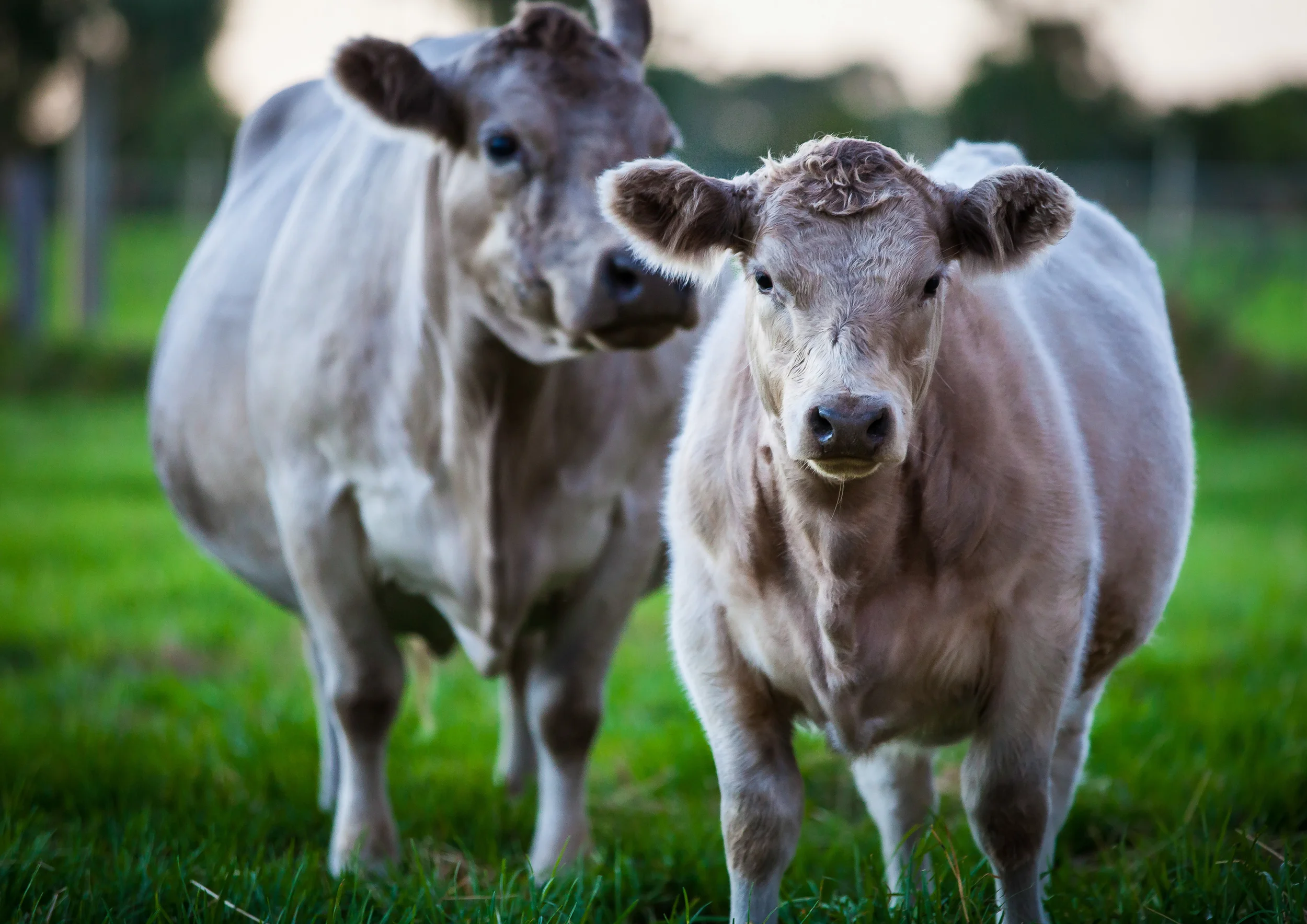 Dad's Cows March 2013-18 (small jpeg).jpg