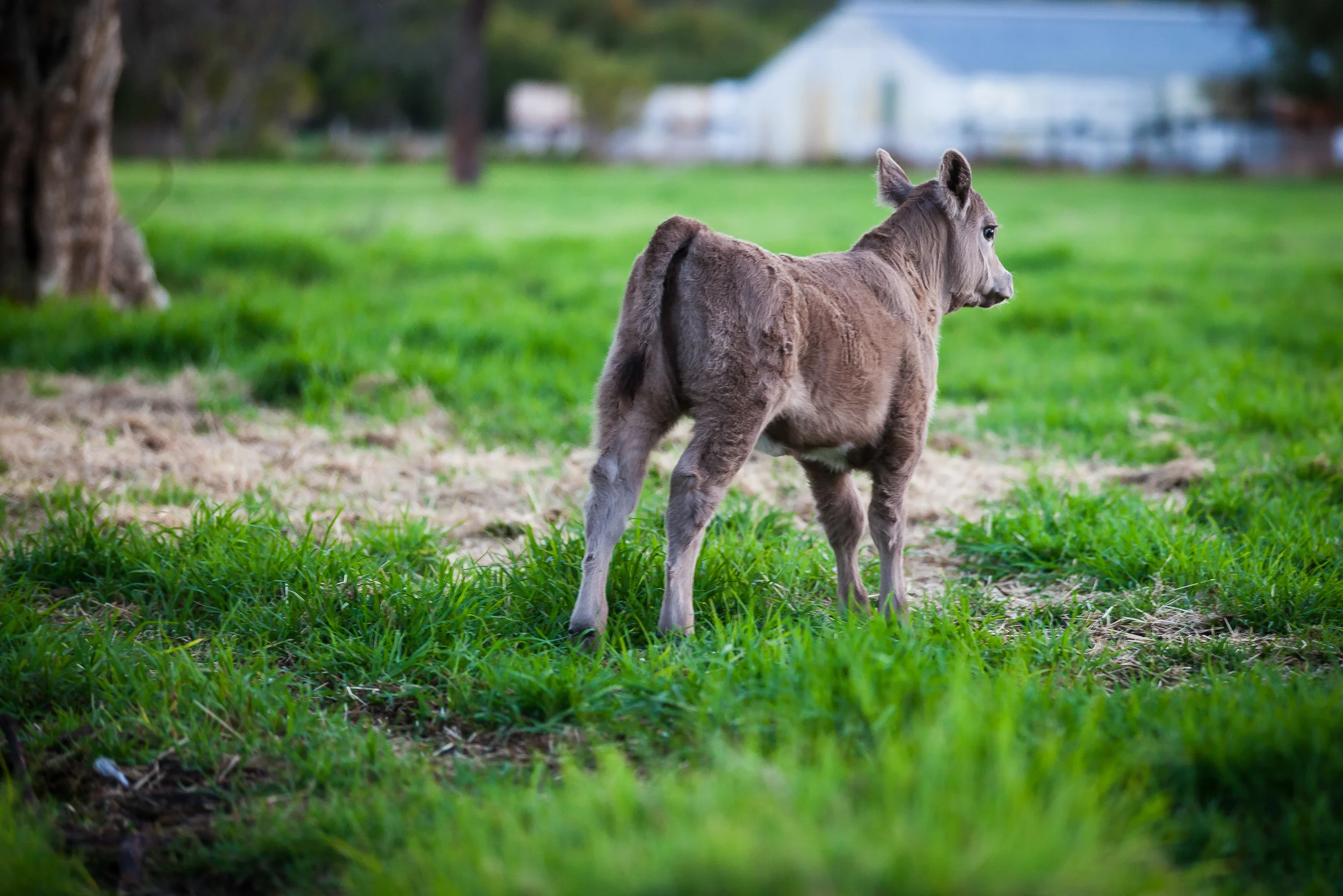 Dad's Cows March 2013-9 (small jpeg).jpg