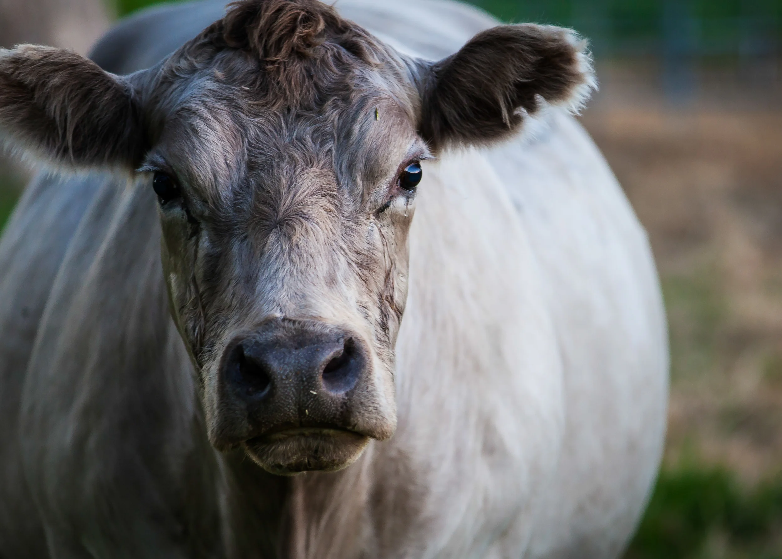 Dad's Cows March 2013-10 (small jpeg).jpg