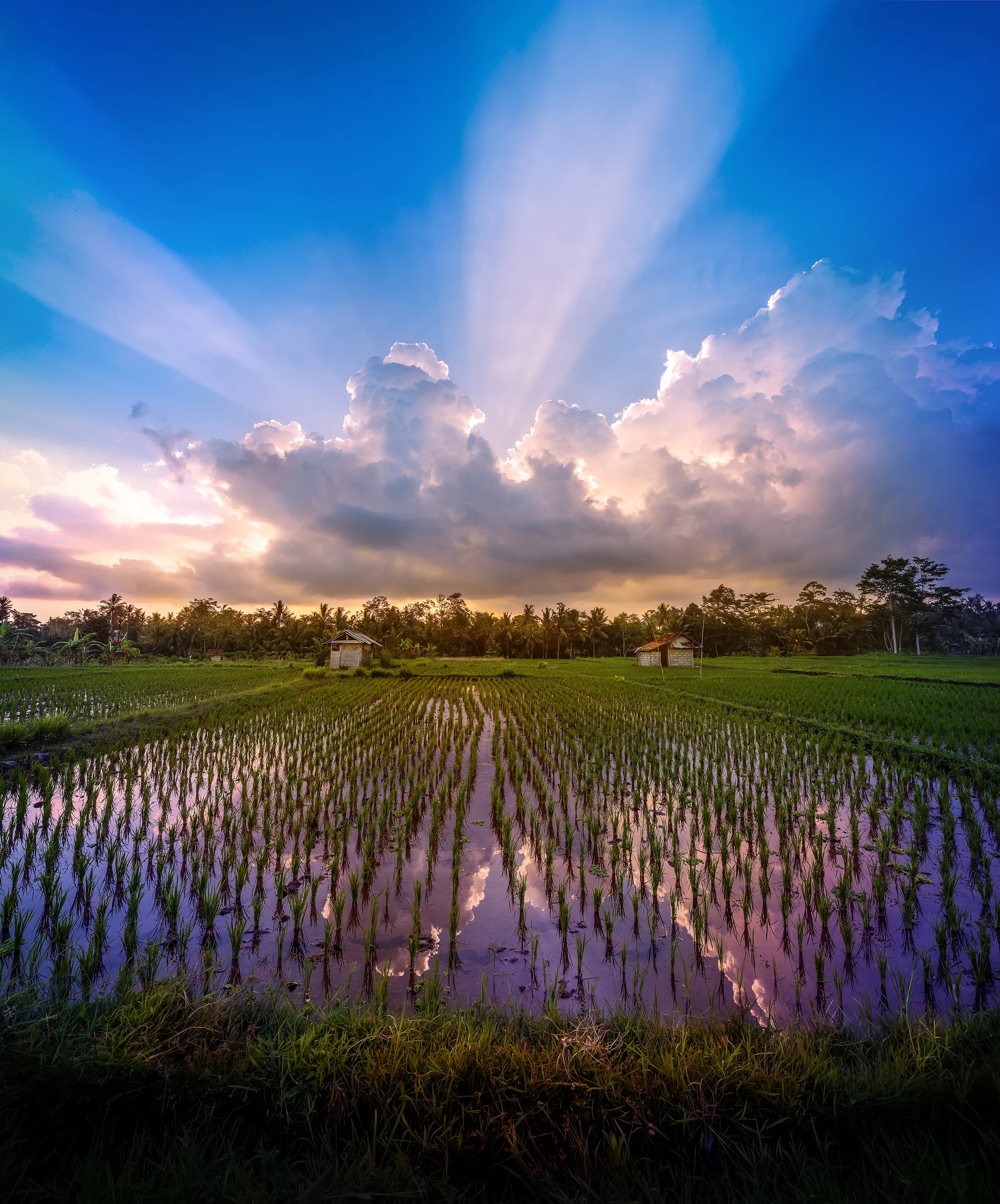 Bali RICE FIELD 2015-7774_stitch.jpg