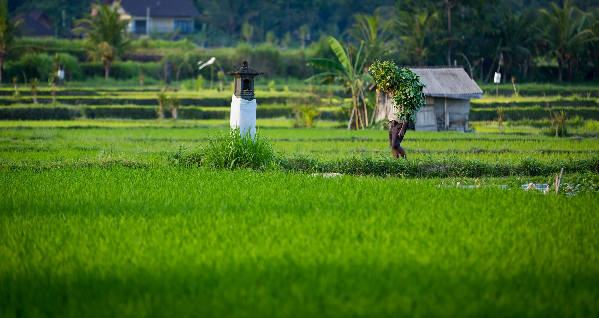 Bali 2015-7774.jpg