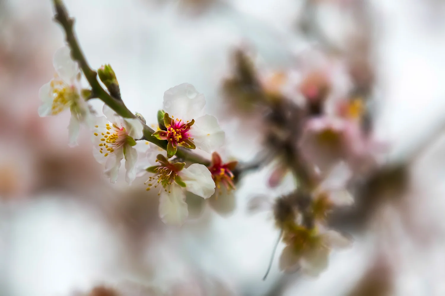 Flower-.jpg