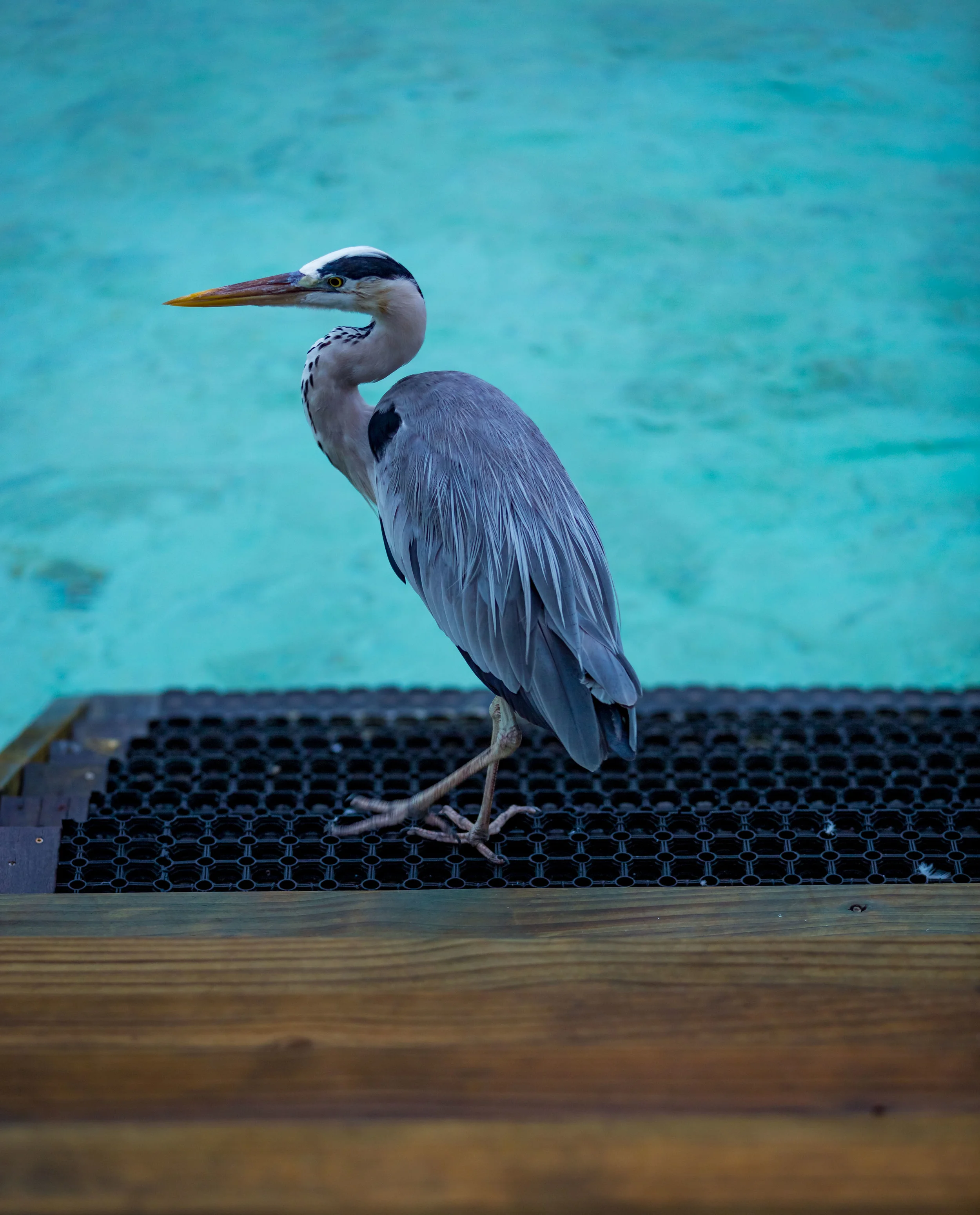 Finolhu-5970.jpg