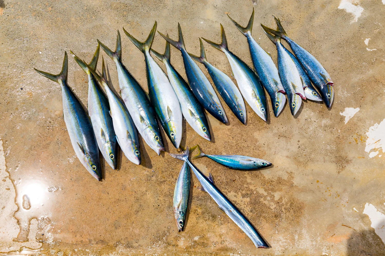 Finolhu-7044.jpg