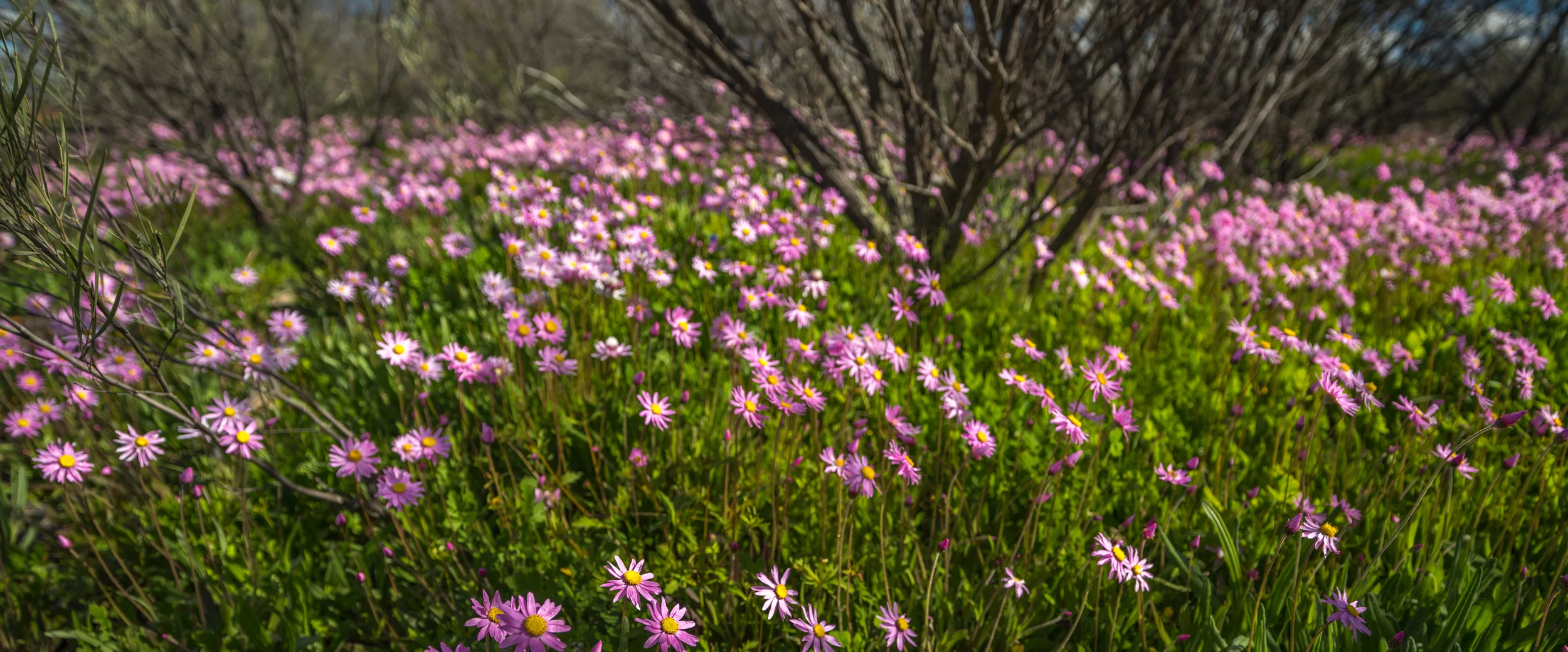 20150309-IMGP1933.jpg