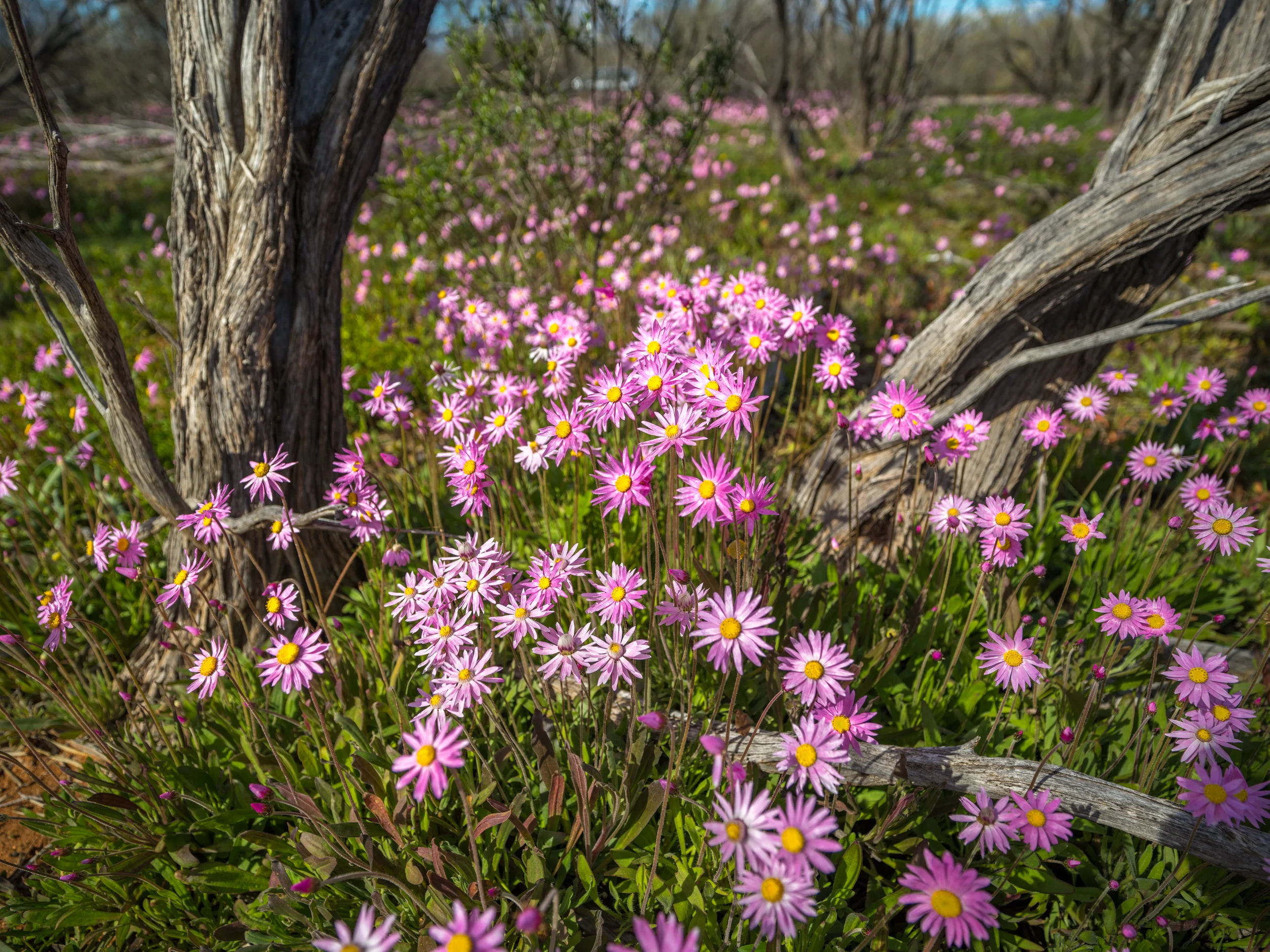 20150309-IMGP1930.jpg