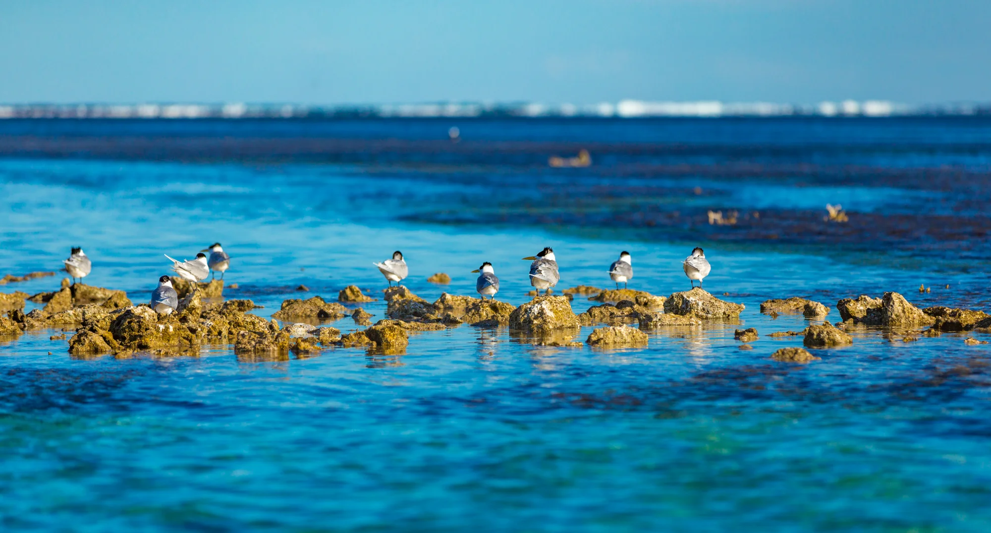 Eco Abrolhos-4875.jpg