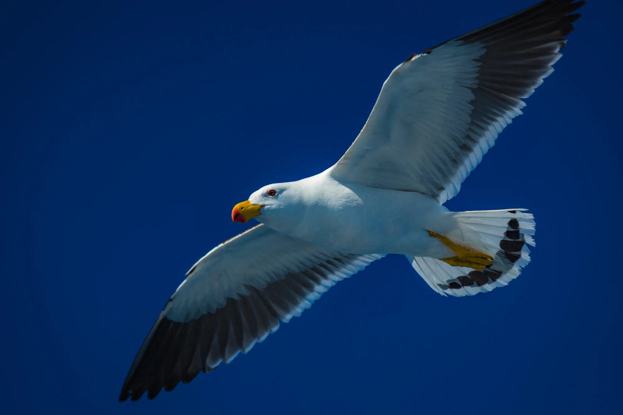 Eco-Abrolhos-5034.jpg