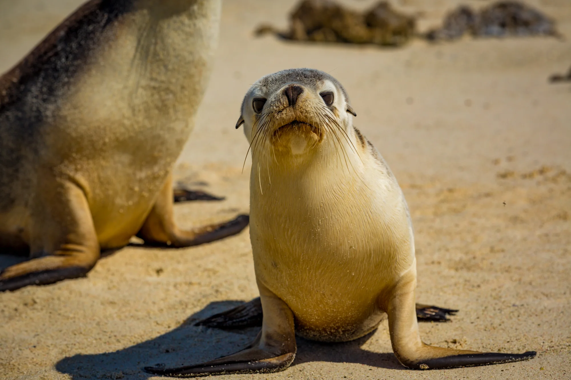Eco-Abrolhos-5110.jpg