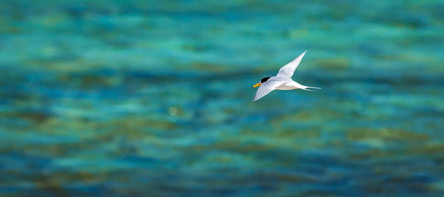Eco Abrolhos-5213.jpg